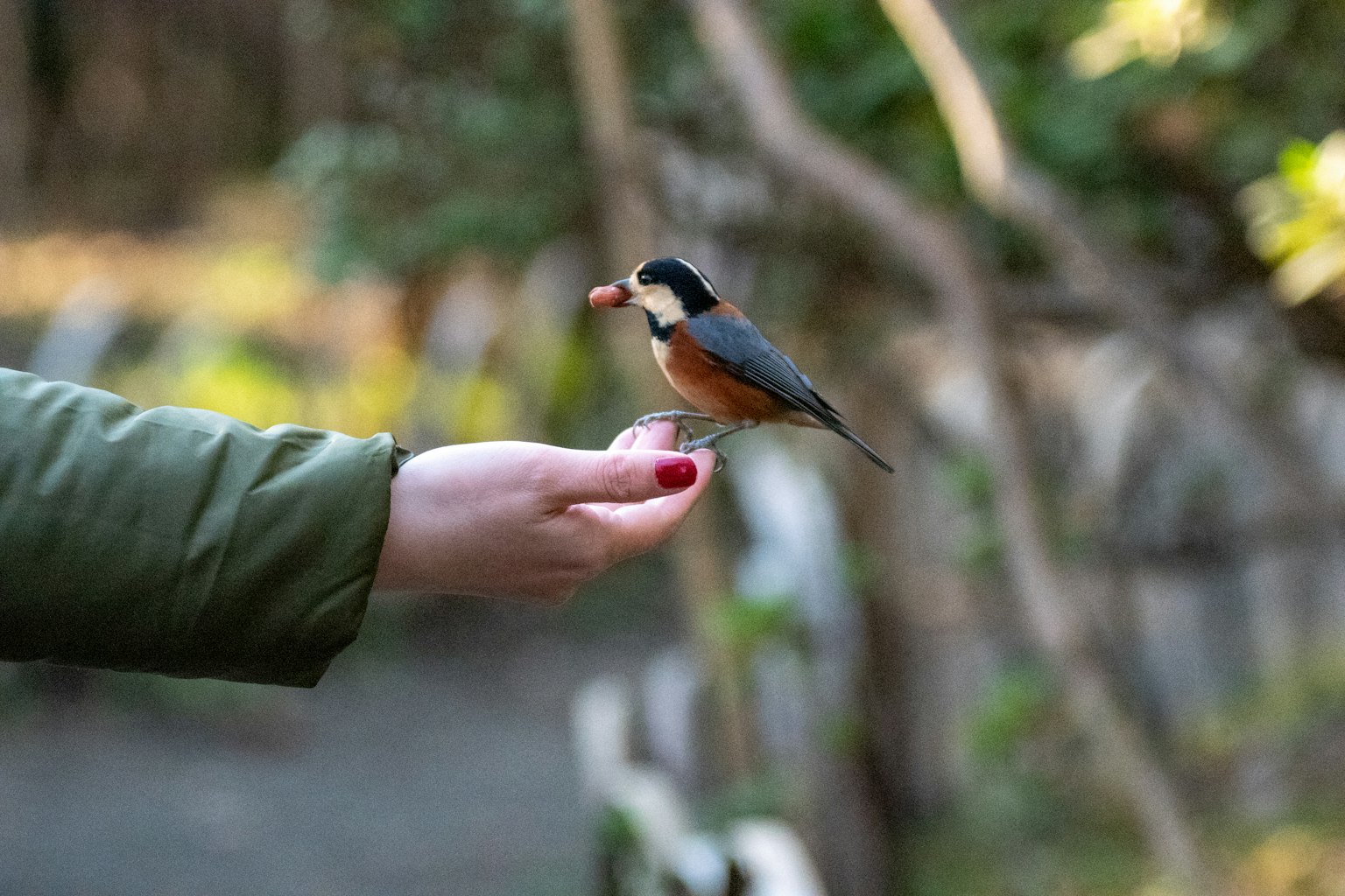 Un piccolo uccello appollaiato su una mano tesa con uno sfondo naturale