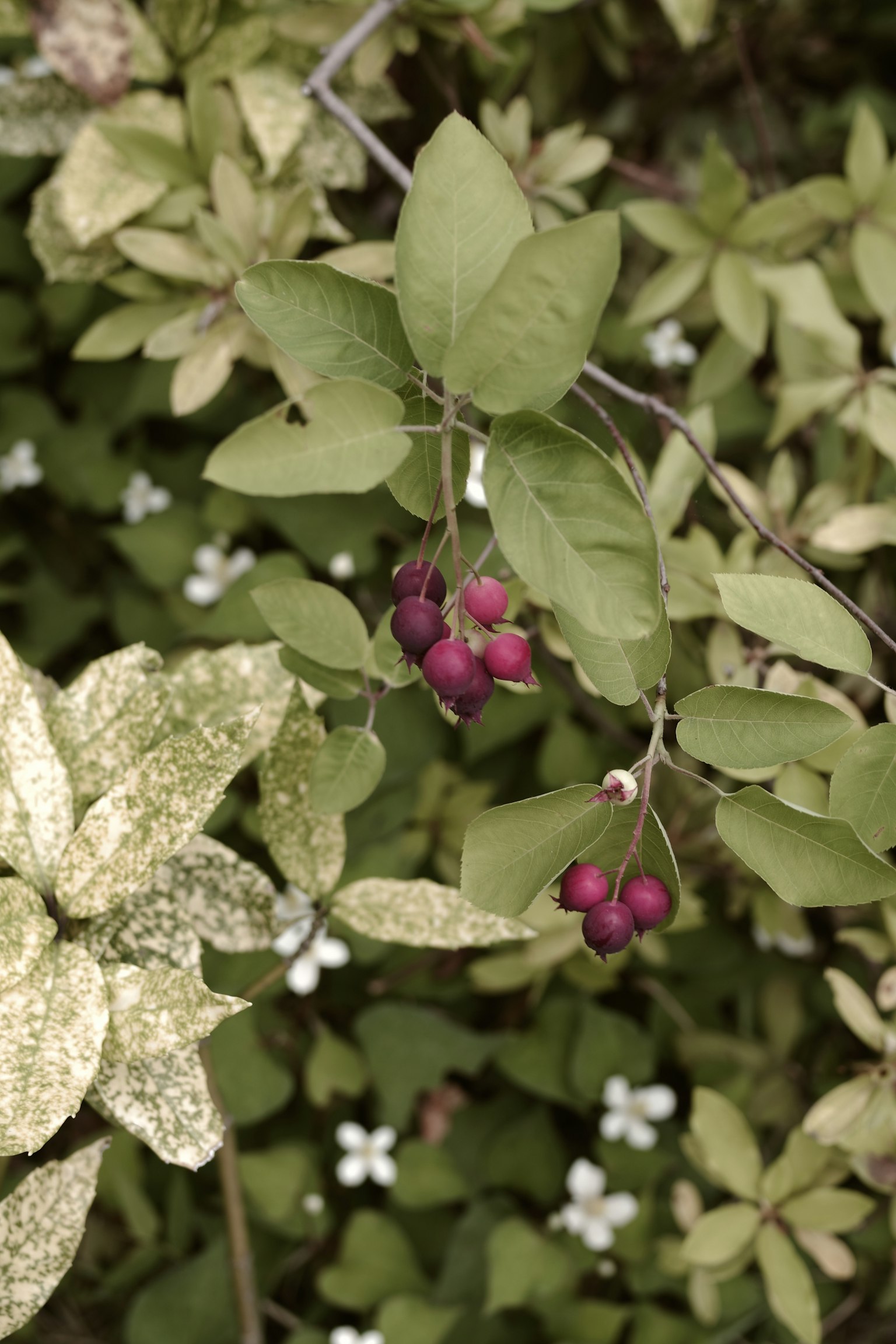 Close-up of a plant featuring green leaves and purple berries