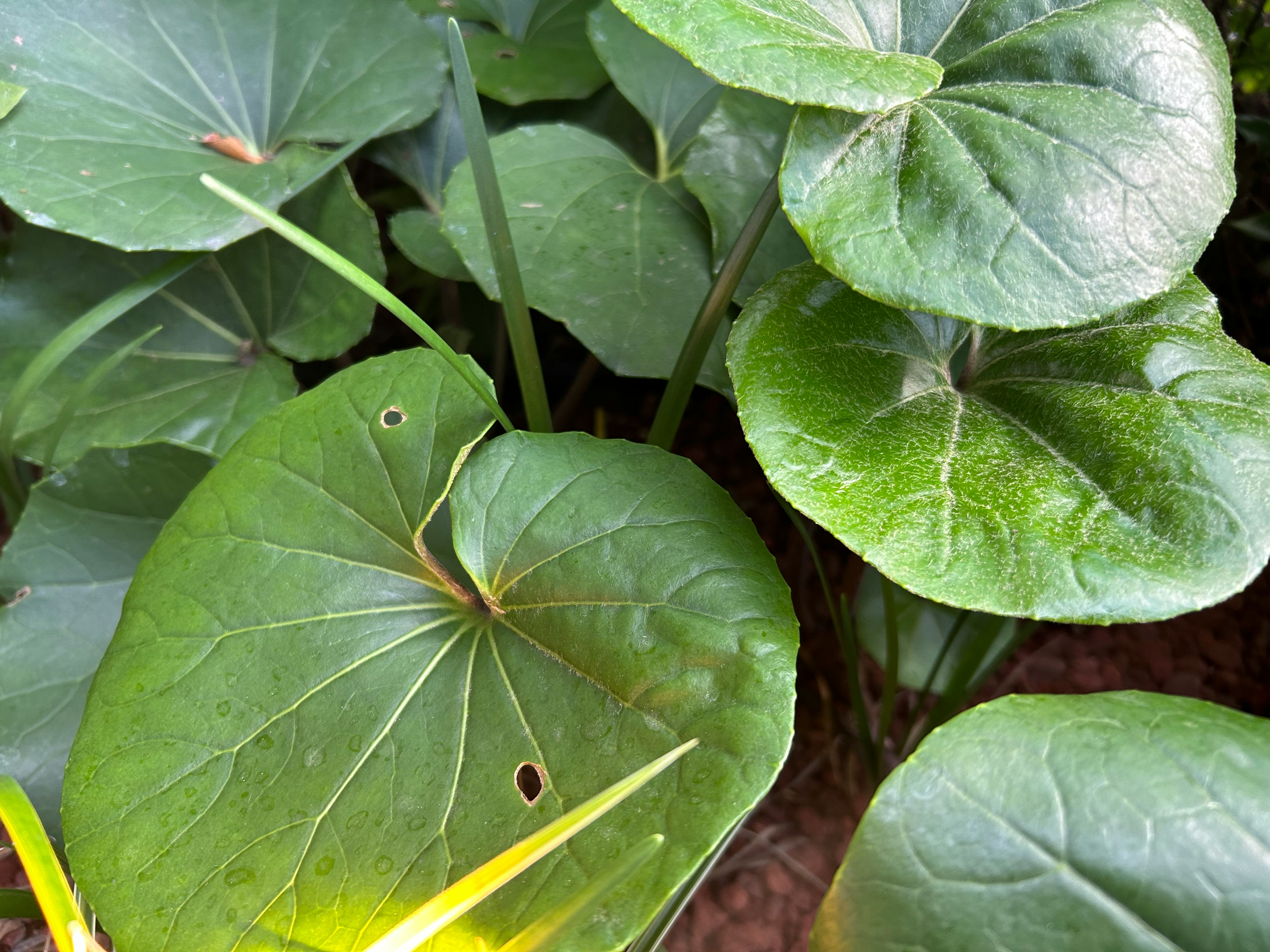 ハート形の葉が重なり合うグリーンの植物のアップ