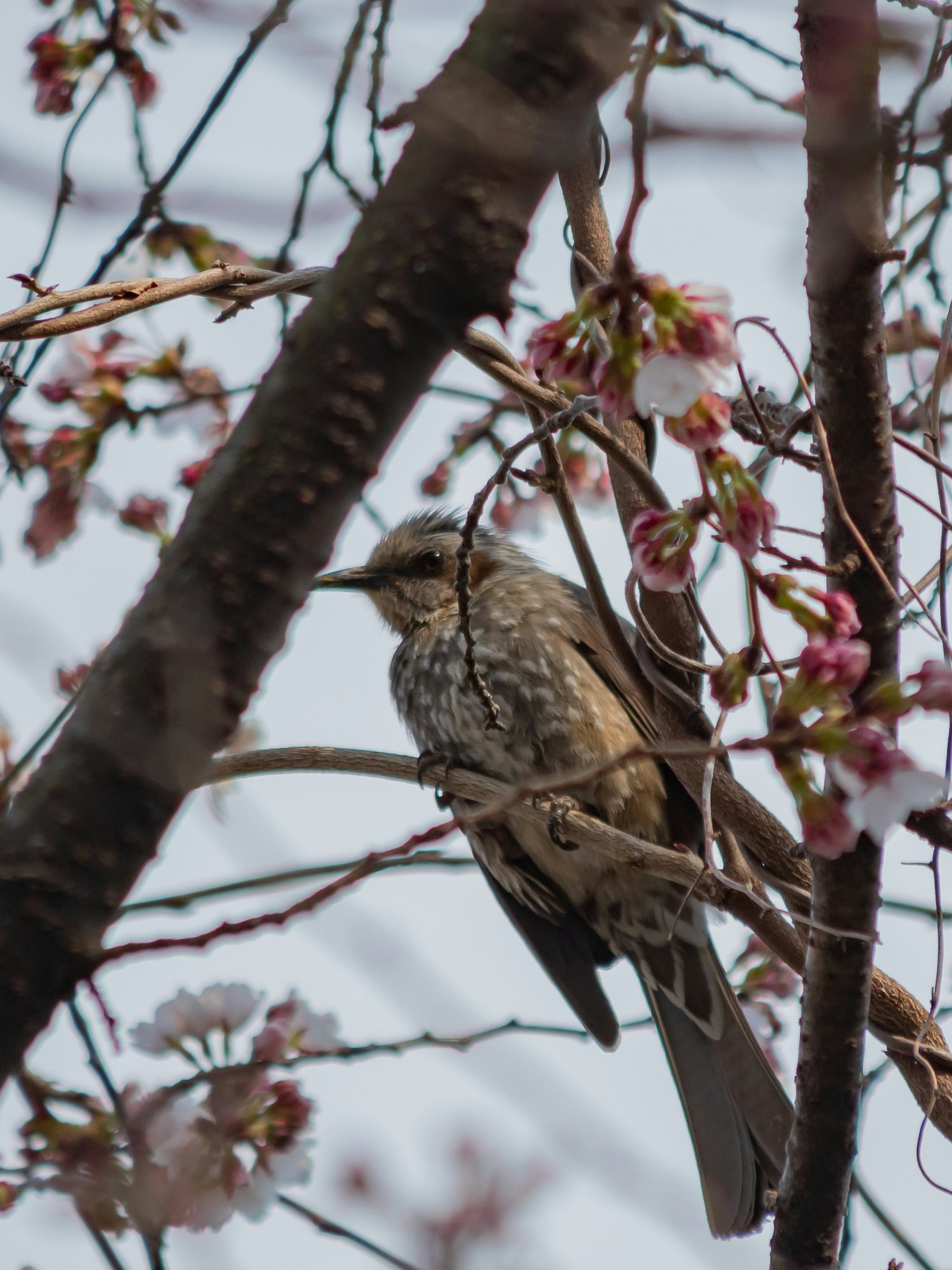 Close-up photo of a bird among cherry blossoms