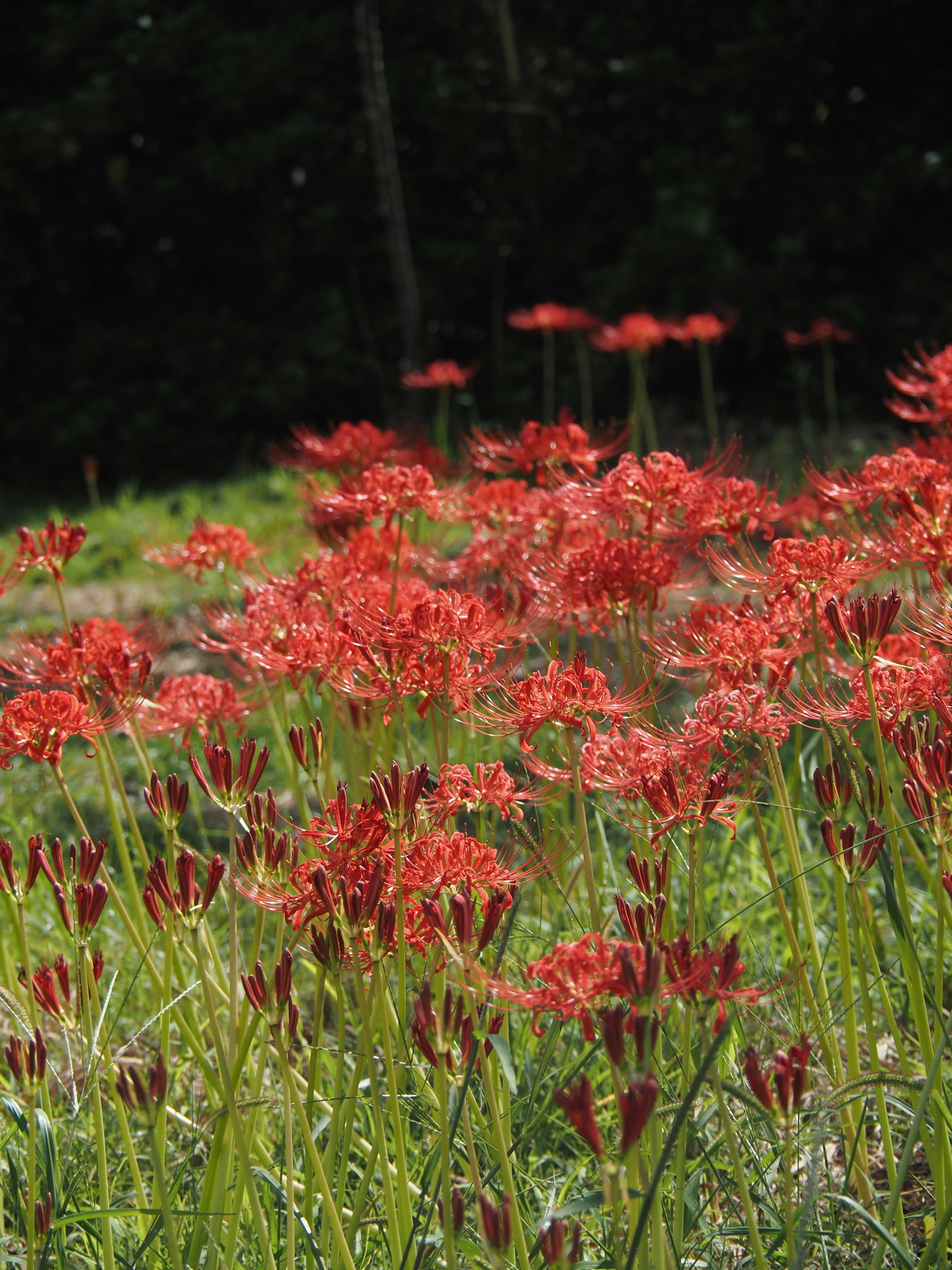 Champ de lys araignée rouges fleurissant dans l'herbe verte