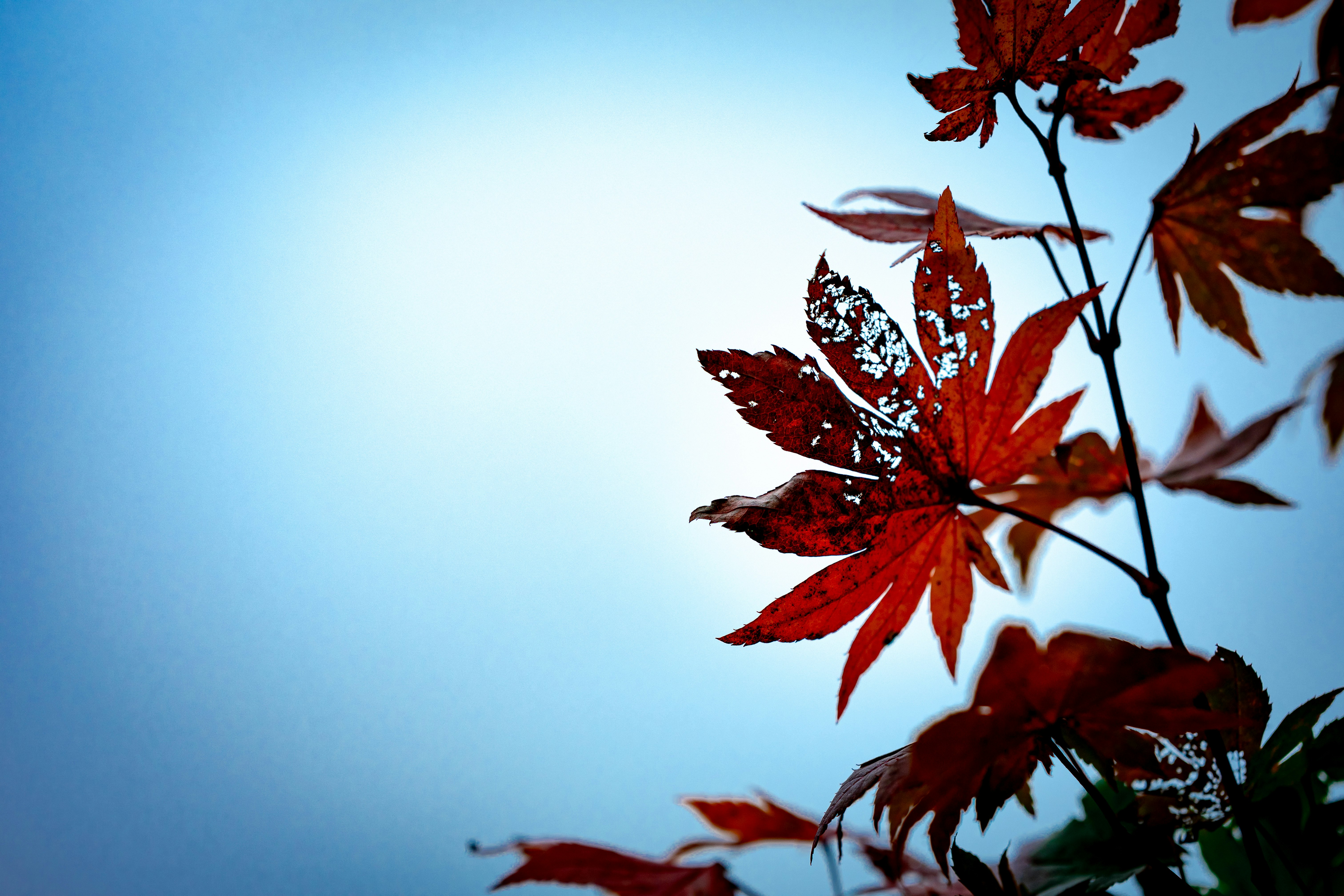 Feuilles d’érable rouges sur un ciel bleu