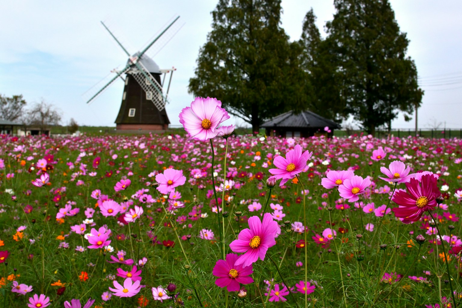 Feld von rosa Kosmosblumen mit einer Windmühle im Hintergrund