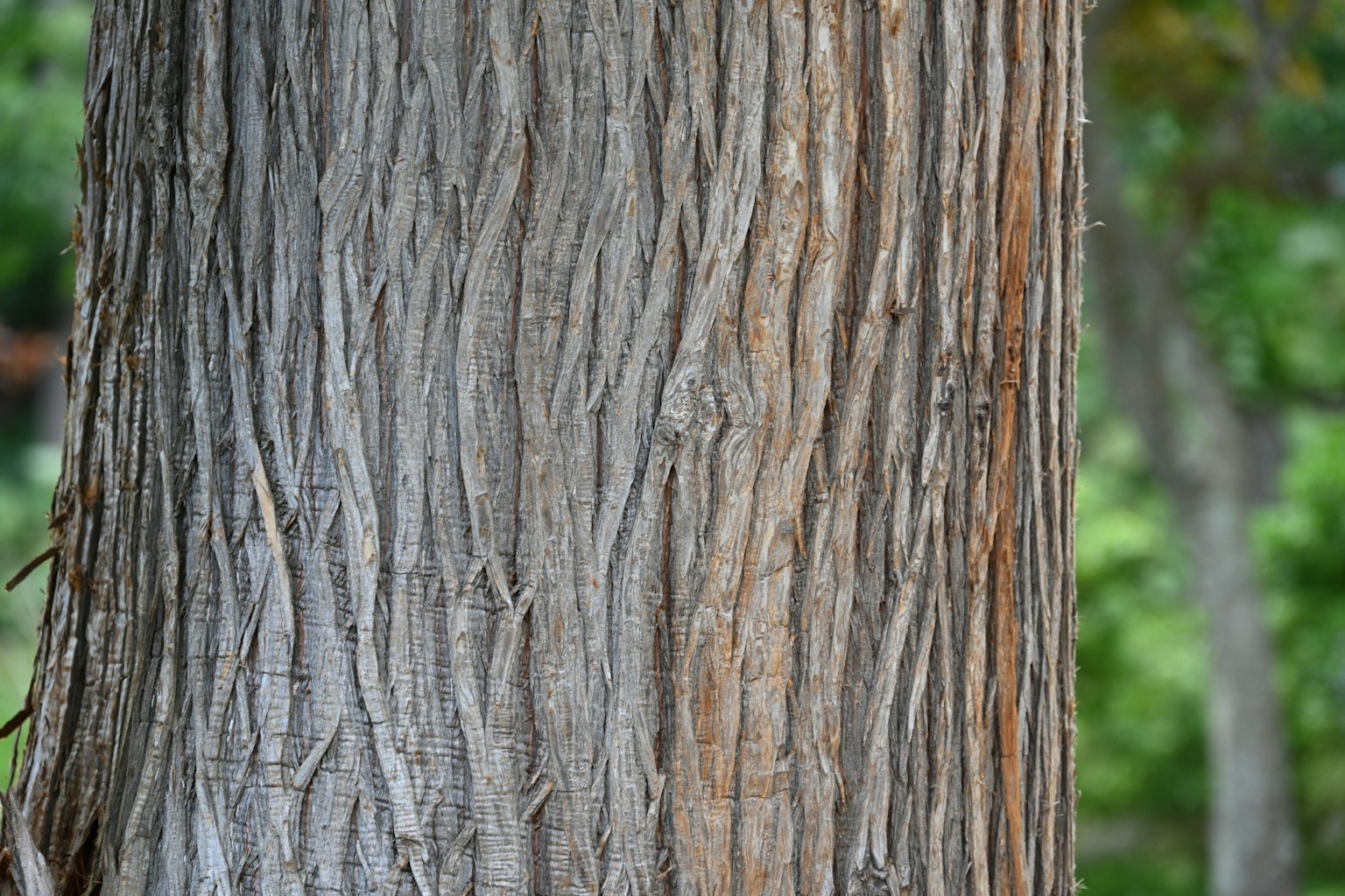 Detailed texture and patterns of a tree trunk