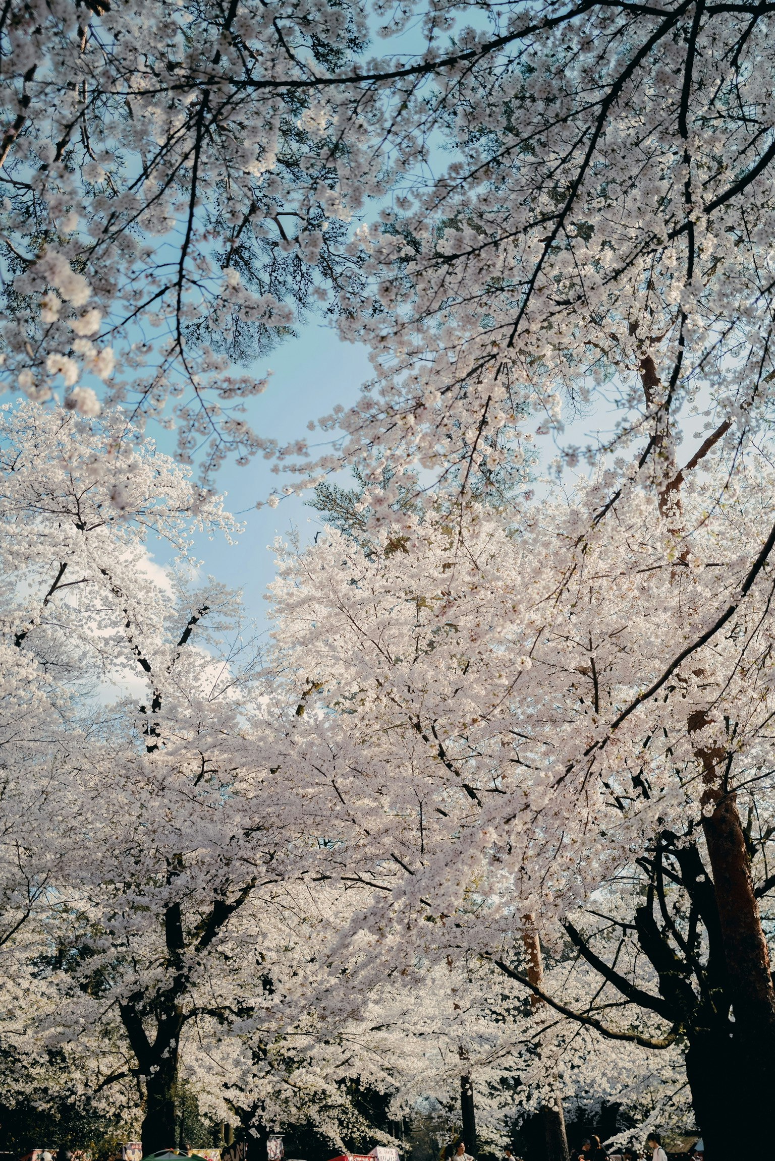 voll erblühte Kirschblüten mit Ästen vor Frühlingshimmel