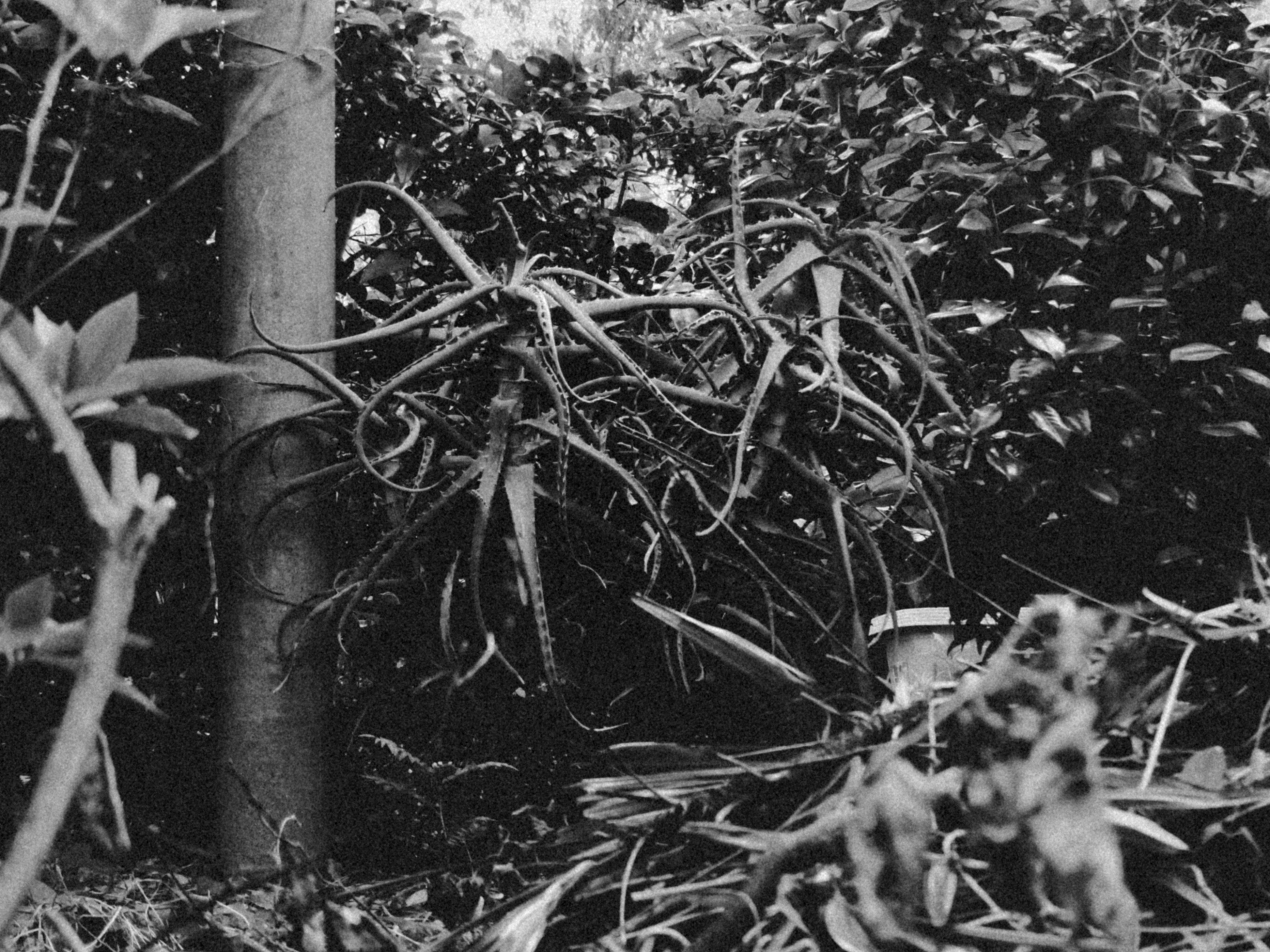 木の幹に絡むつる植物と葉の密集した茂み