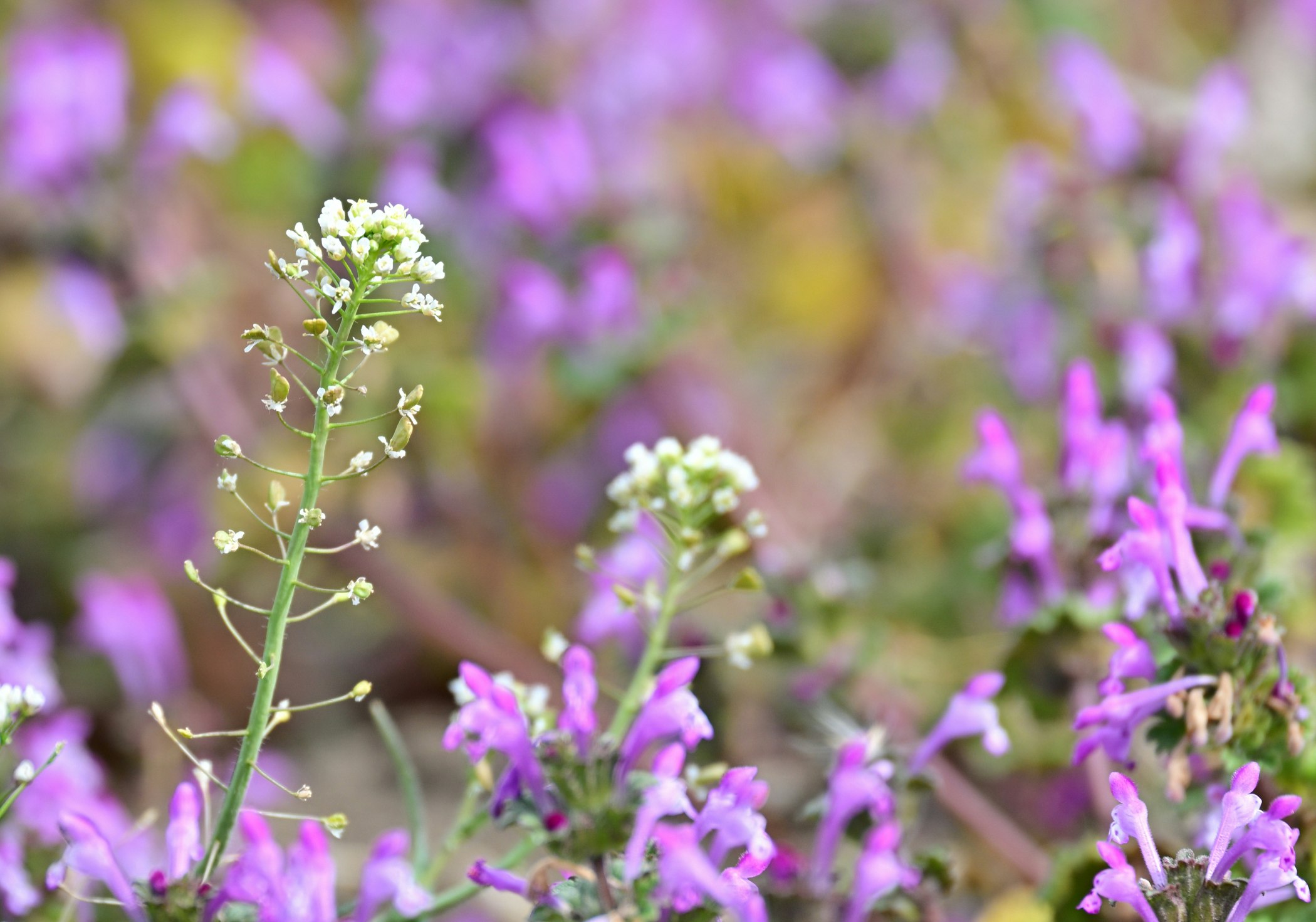 ホトケノザとナズナの花が咲く草花の群生