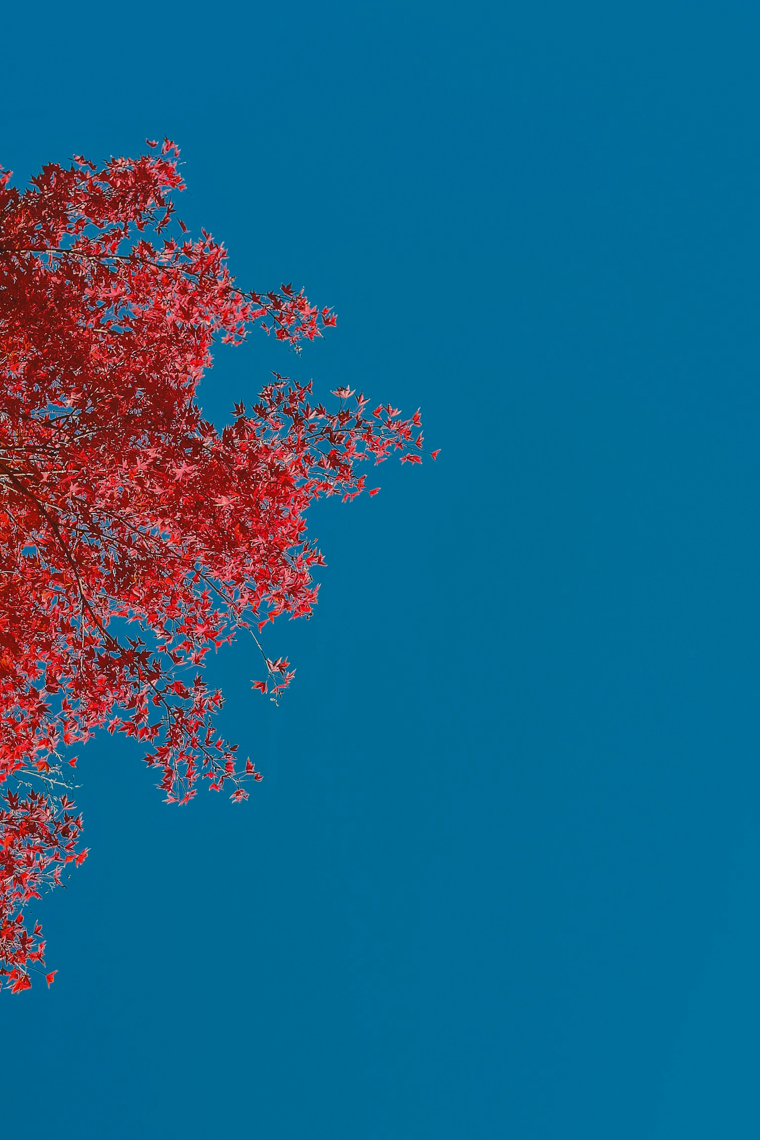 鮮やかな赤い葉を持つ木の一部と青い空