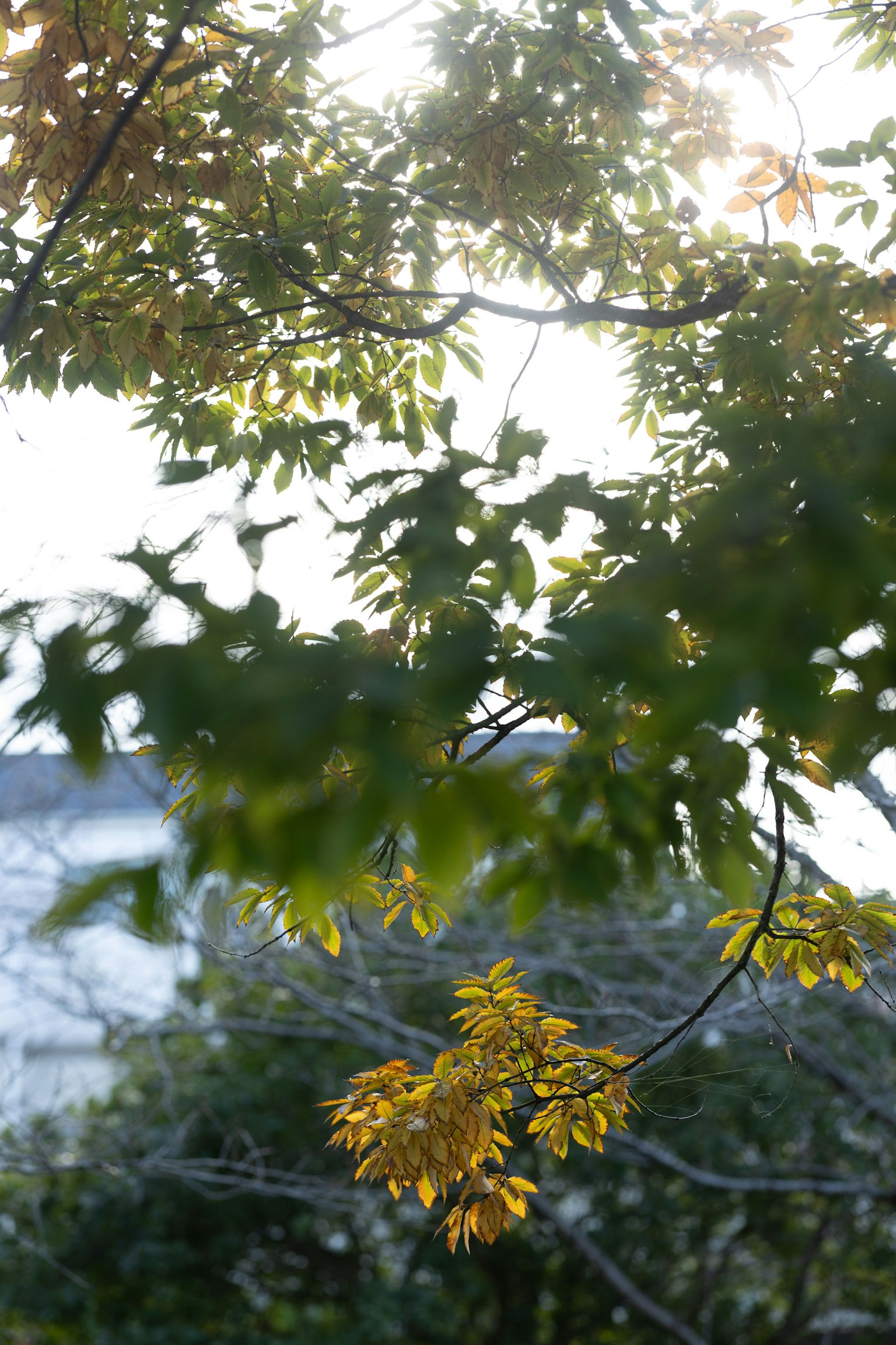 Autumn leaves illuminated by sunlight
