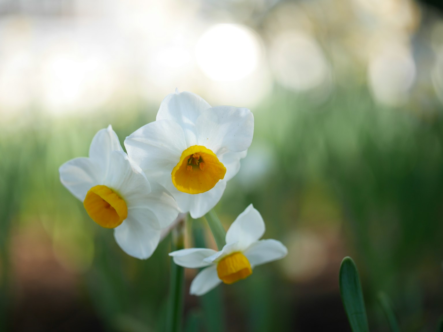 Three white daffodil flowers with yellow centers against a blurred green background