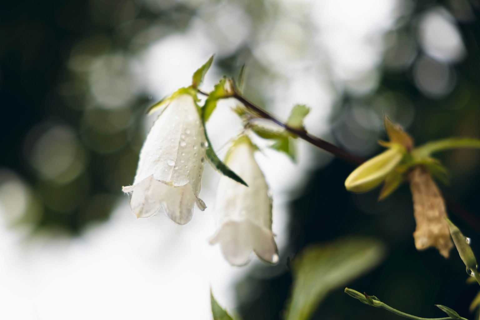 Primo piano di fiori bianchi con gocce d'acqua su un ramo