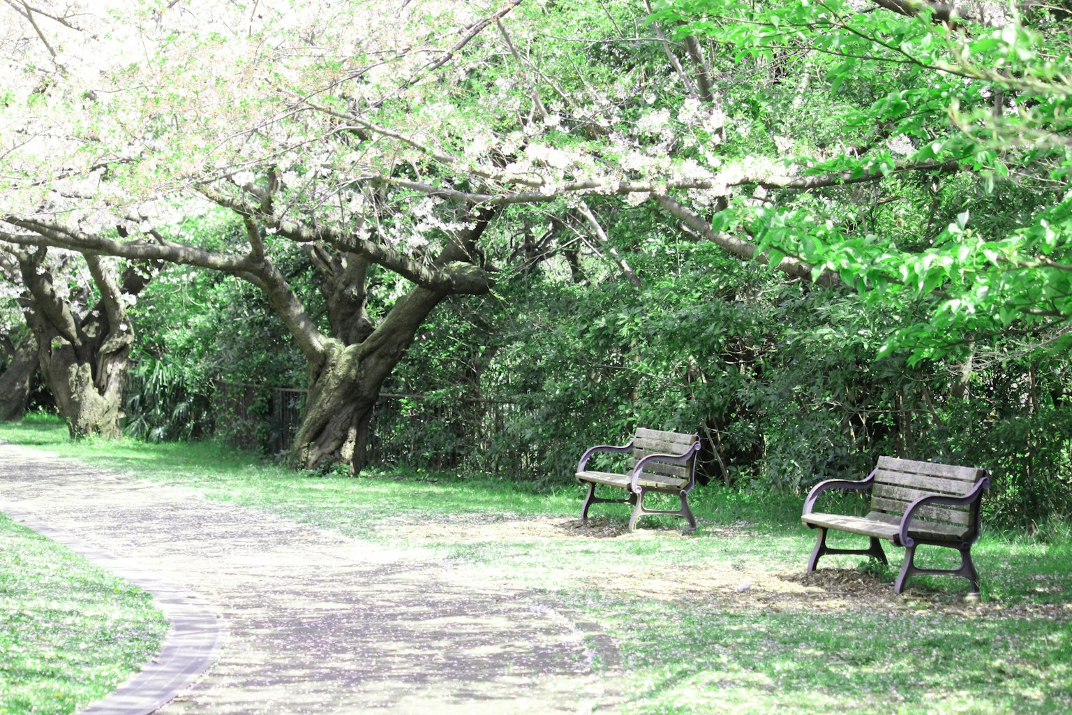 Bangku di bawah pohon sakura di sepanjang jalan hijau