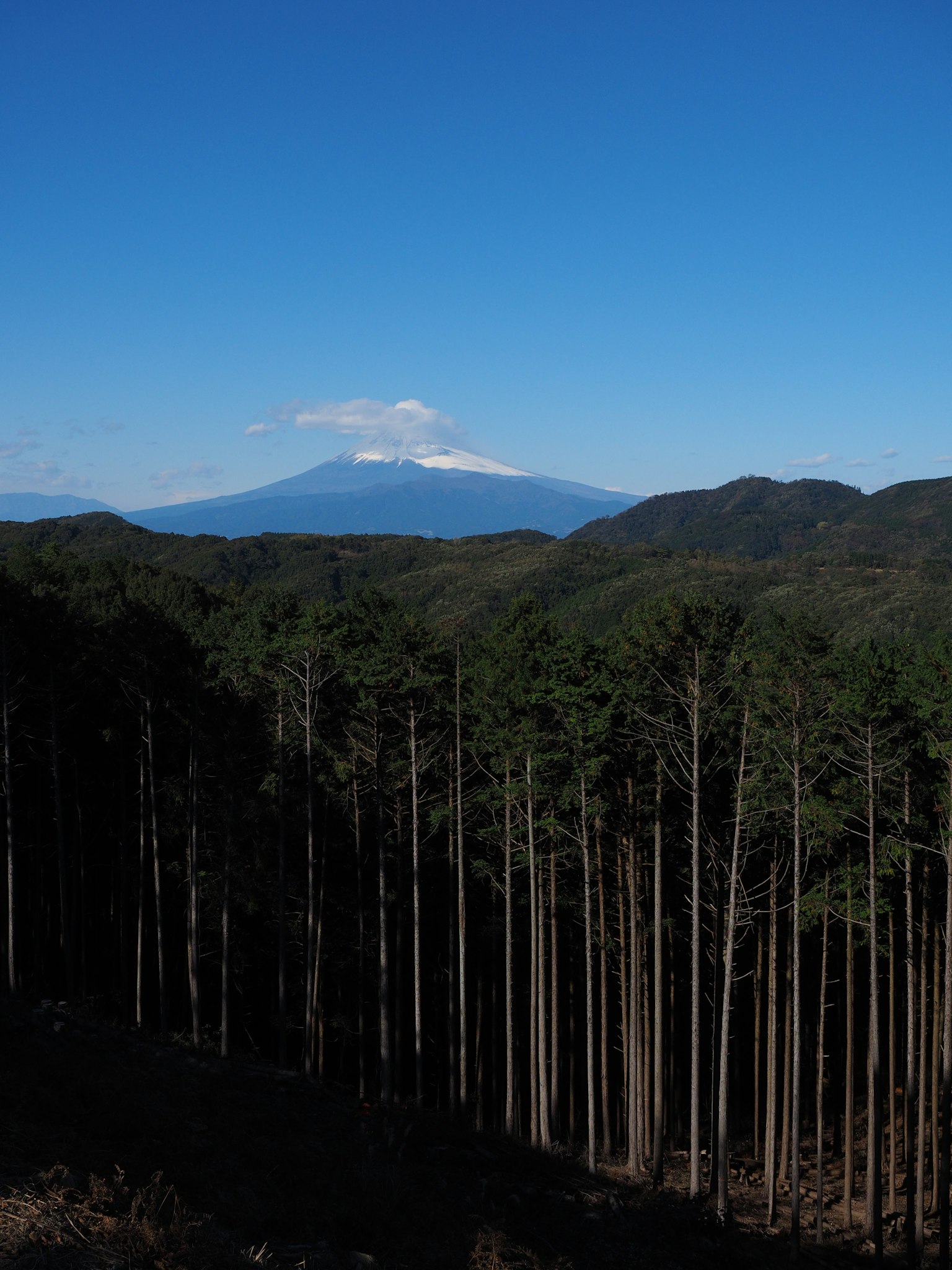 森林景观，蓝天和富士山在背景中