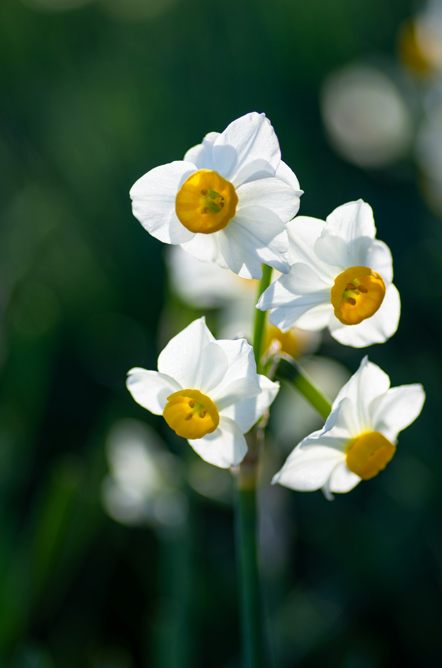 Regroupement de fleurs de jonquille blanches avec des centres jaunes