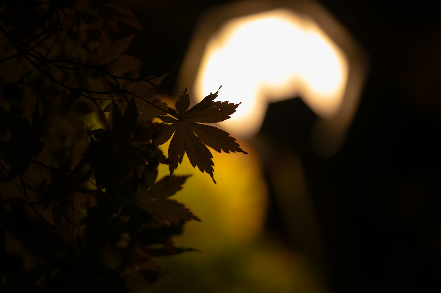 Silhouette of leaves with a soft light in the background at night