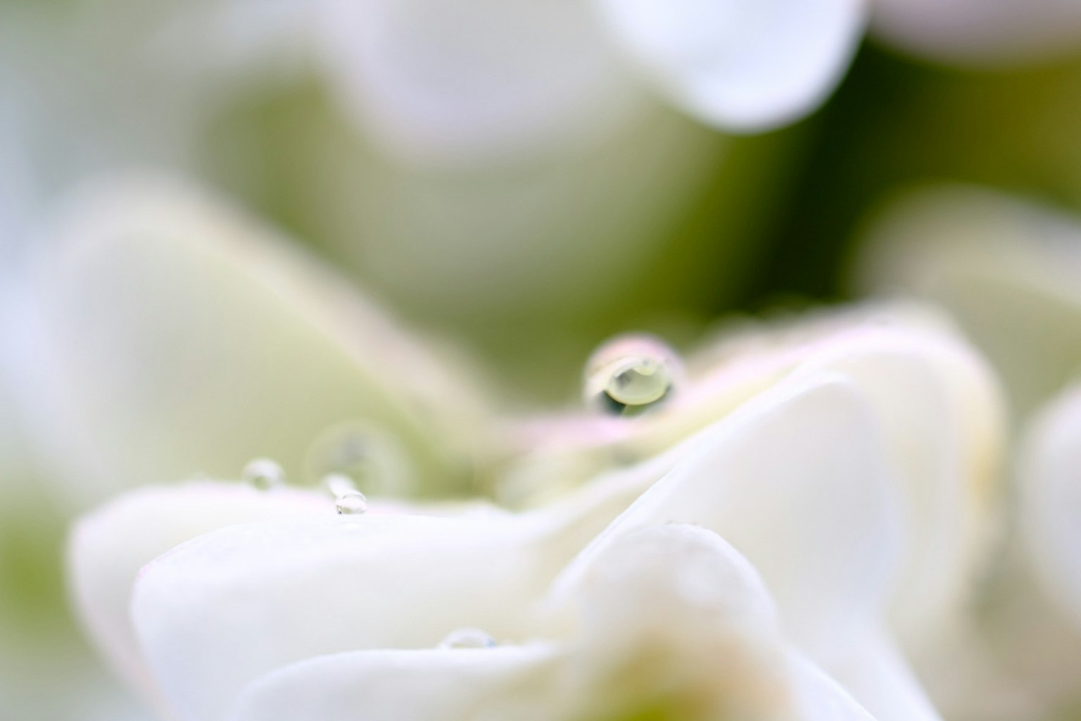 Gros plan de pétales de fleurs blanches avec des gouttes d'eau scintillantes