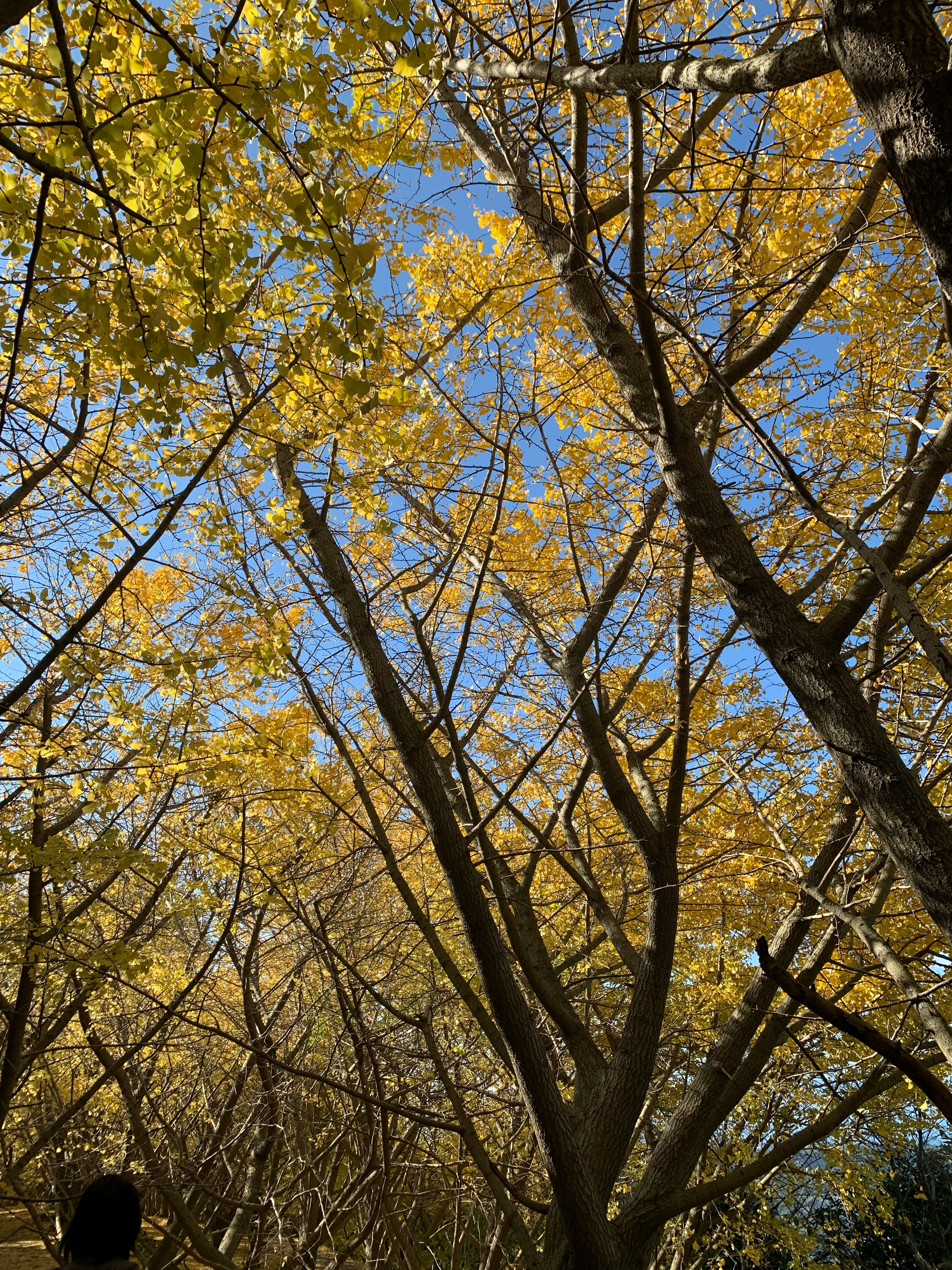 黄色い紅葉が広がる木々の秋景色
