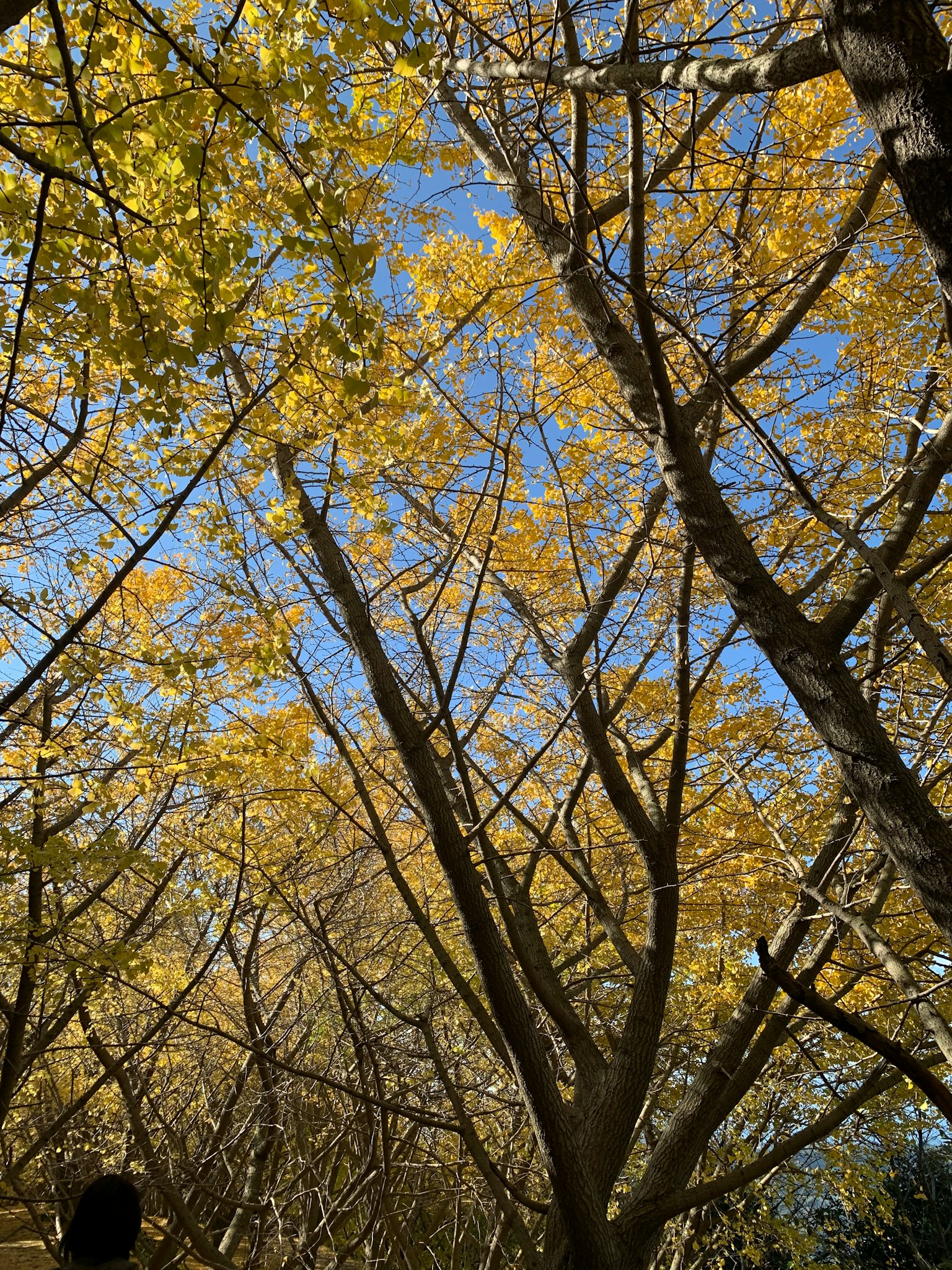 Una vista di alberi con foglie gialle sotto un cielo blu