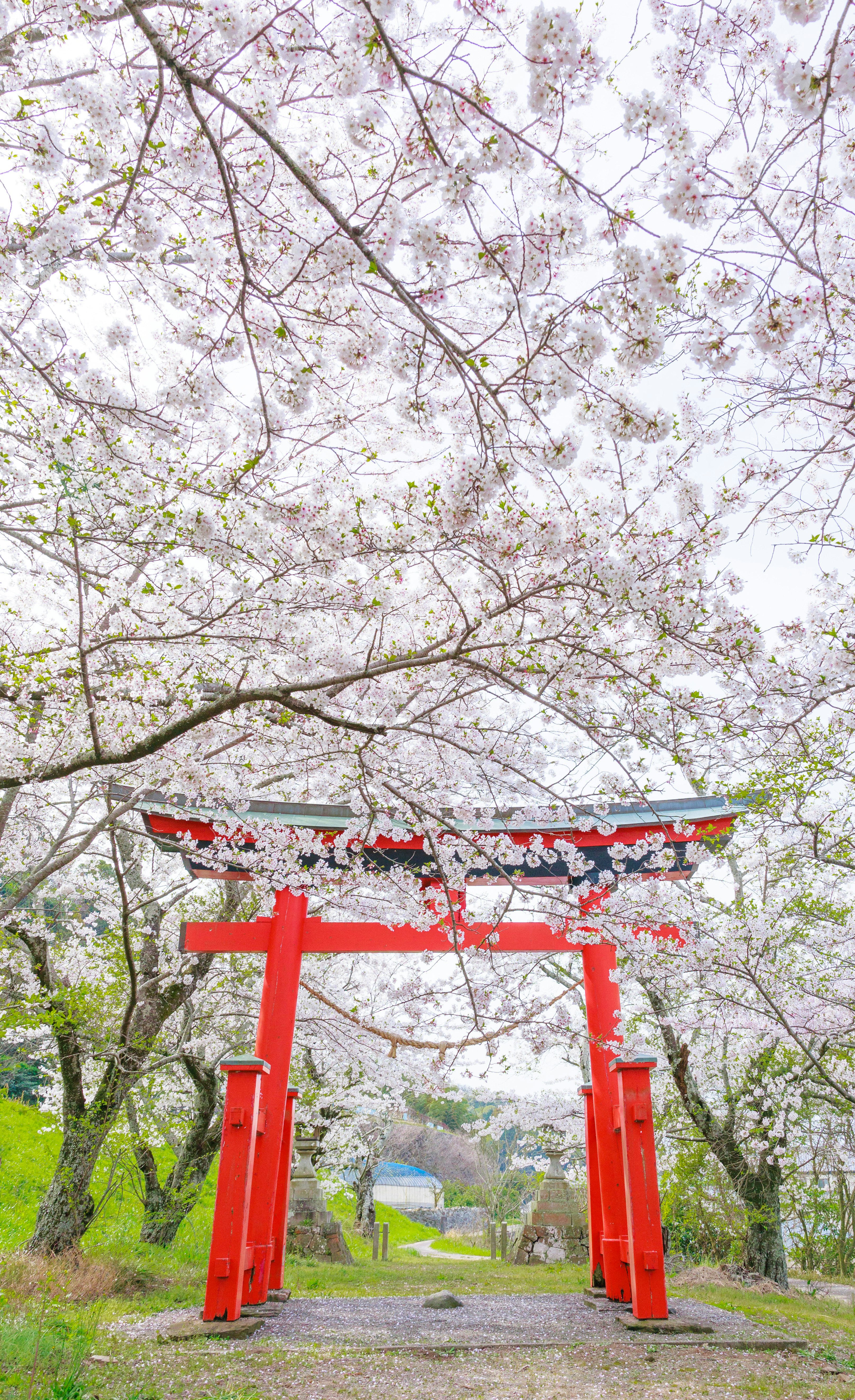 Rotes Torii-Tor auf einem Weg unter Kirschblütenbäumen