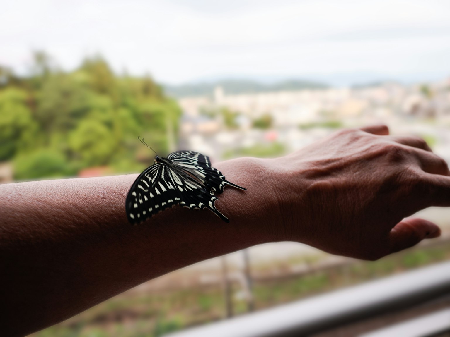 Black and white butterfly perched on a wrist with a scenic background