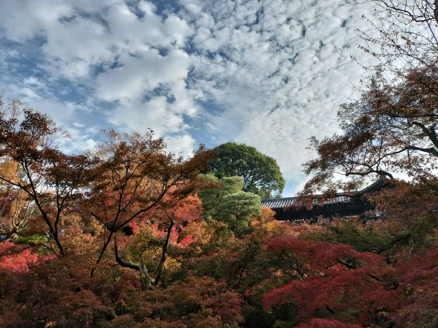 Lebendige Herbstlaub mit blauem Himmel und einem grünen Baum, der Kontrast bietet