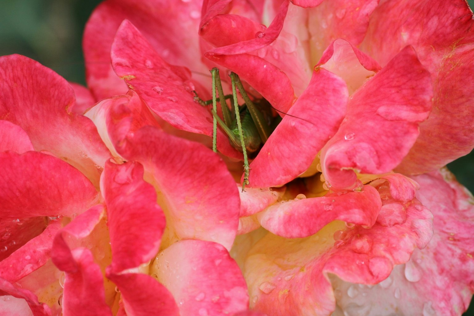 Nahaufnahme von rosa und cremefarbenen Rosenblättern mit Regentropfen