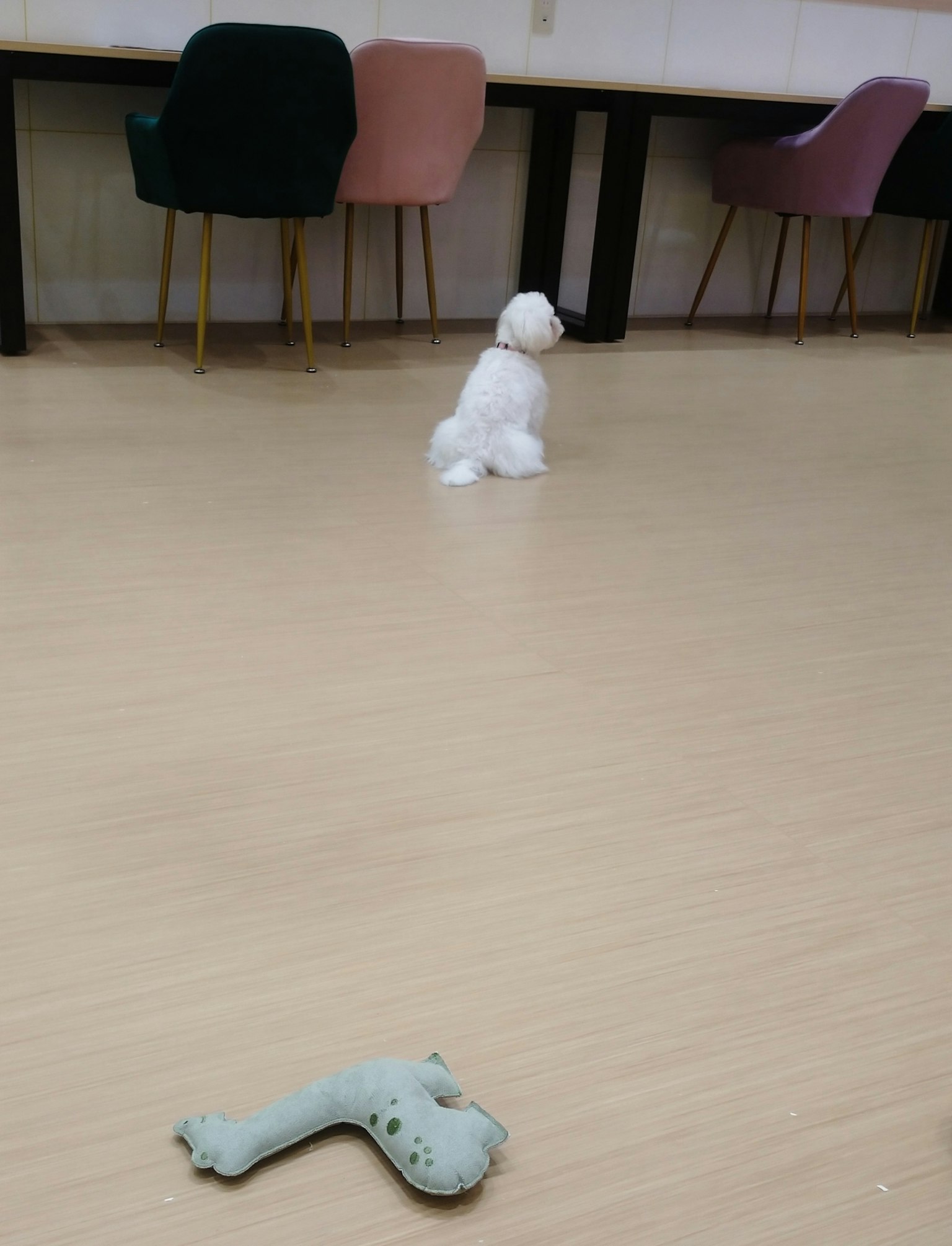 房间地板上的白色毛绒狗和绿色玩具