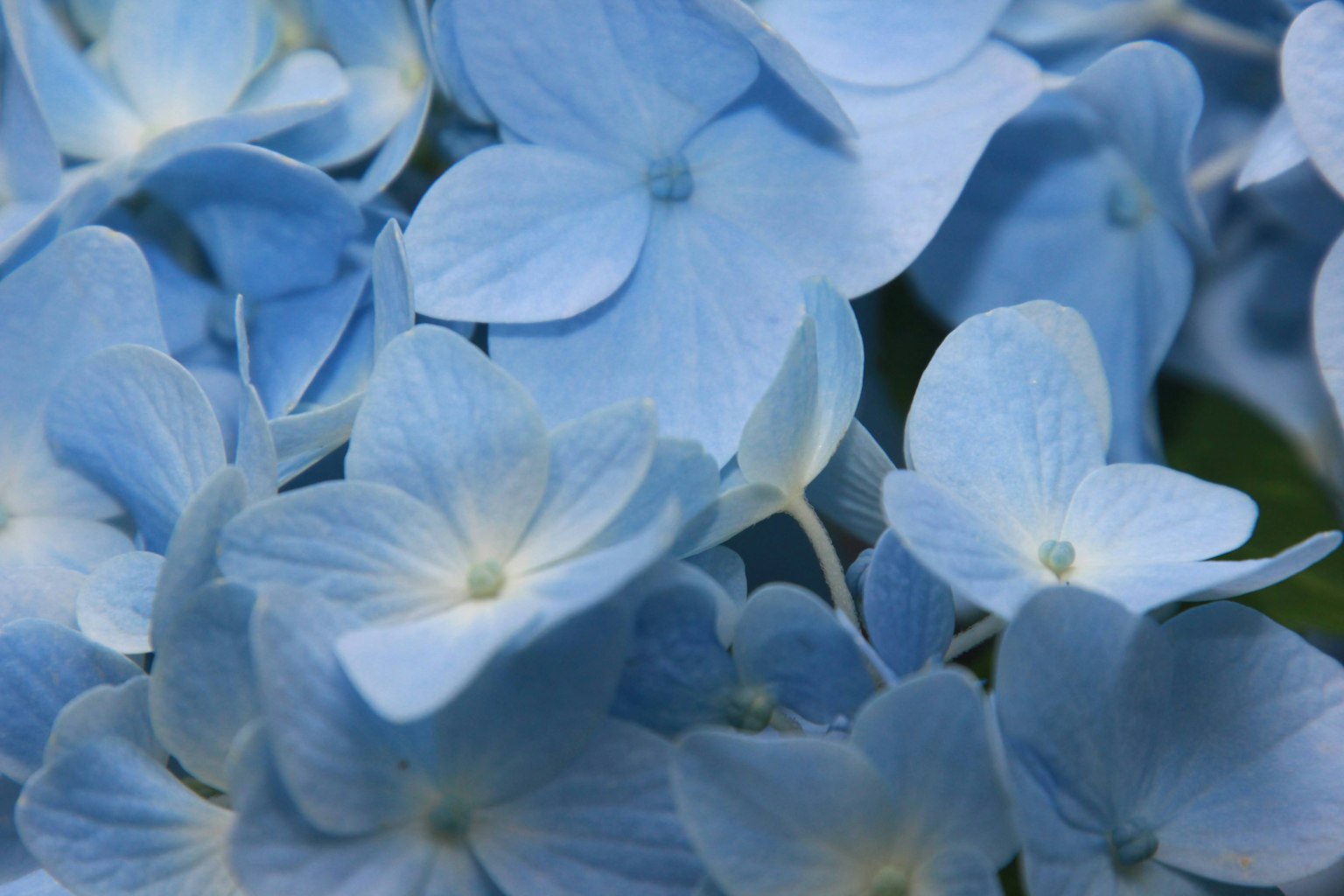 Kedekatan bunga hortensia biru yang indah yang dikelompokkan bersama