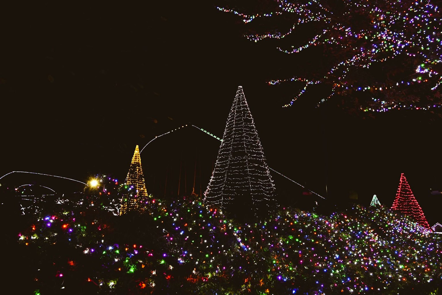 Christmas trees adorned with colorful lights at night