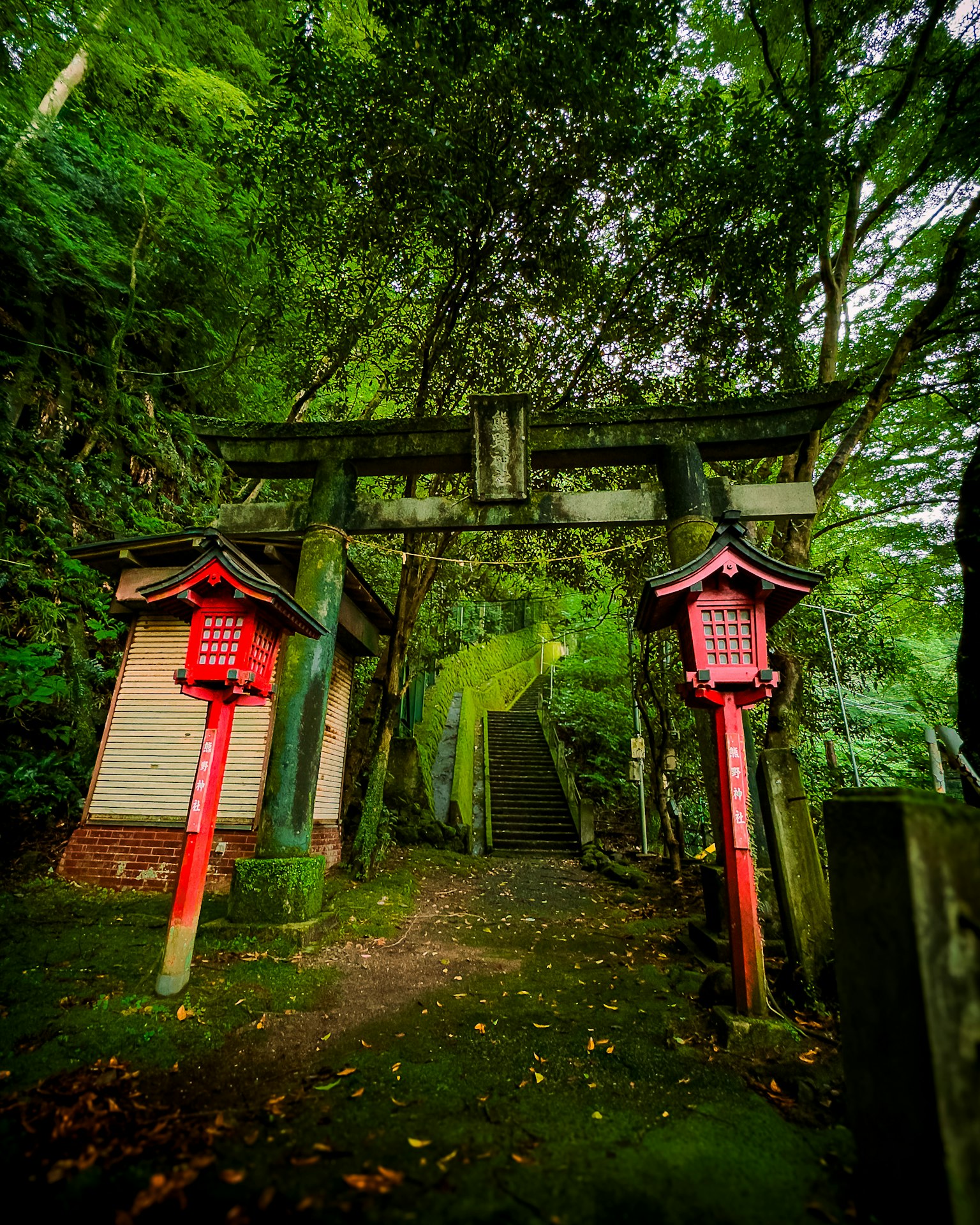 綠意盎然的森林中的鳥居和紅燈籠