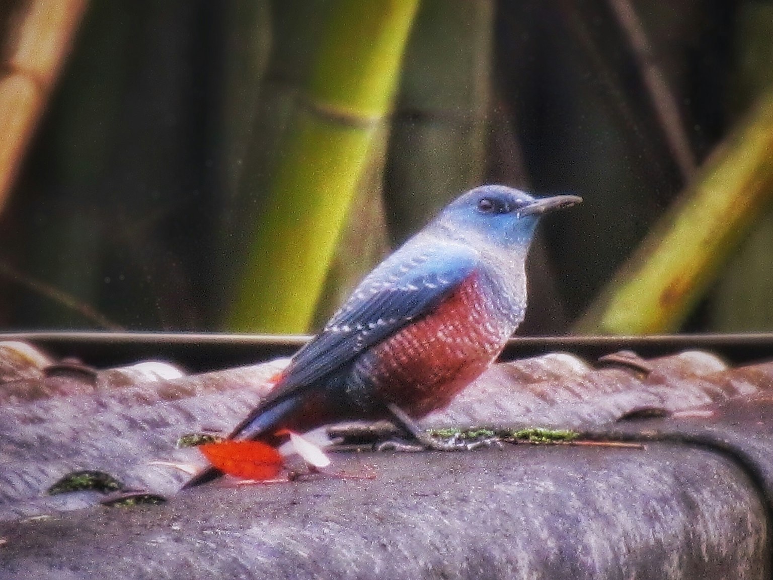 นกสวยที่มีขนสีน้ำเงินและสีแดงนั่งอยู่บนกิ่งไม้