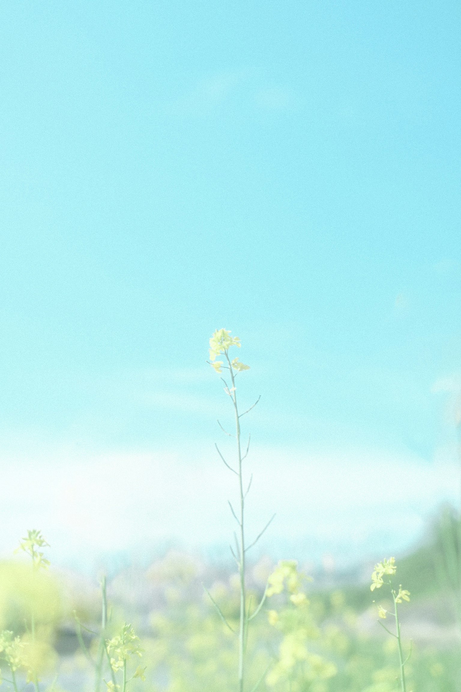 Eine ruhige Landschaft mit einem gelben Blumenstängel vor blauem Himmel