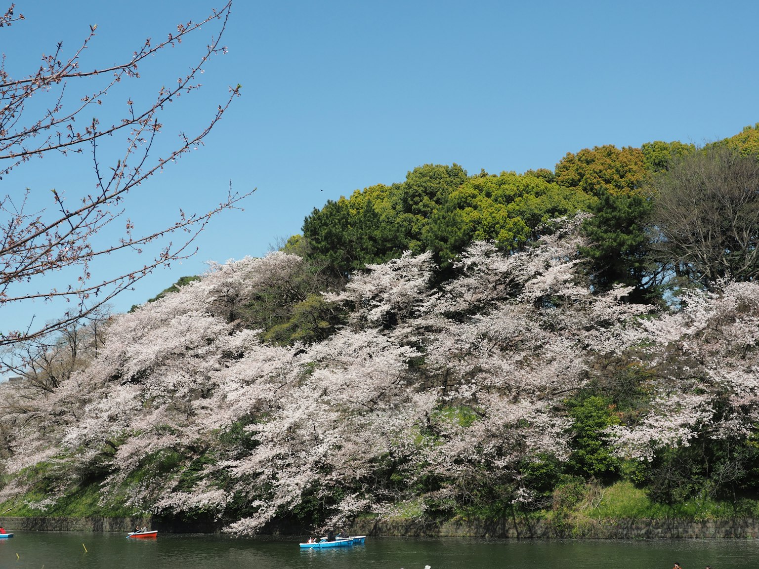 Pohon sakura mekar dekat danau dengan dedaunan hijau