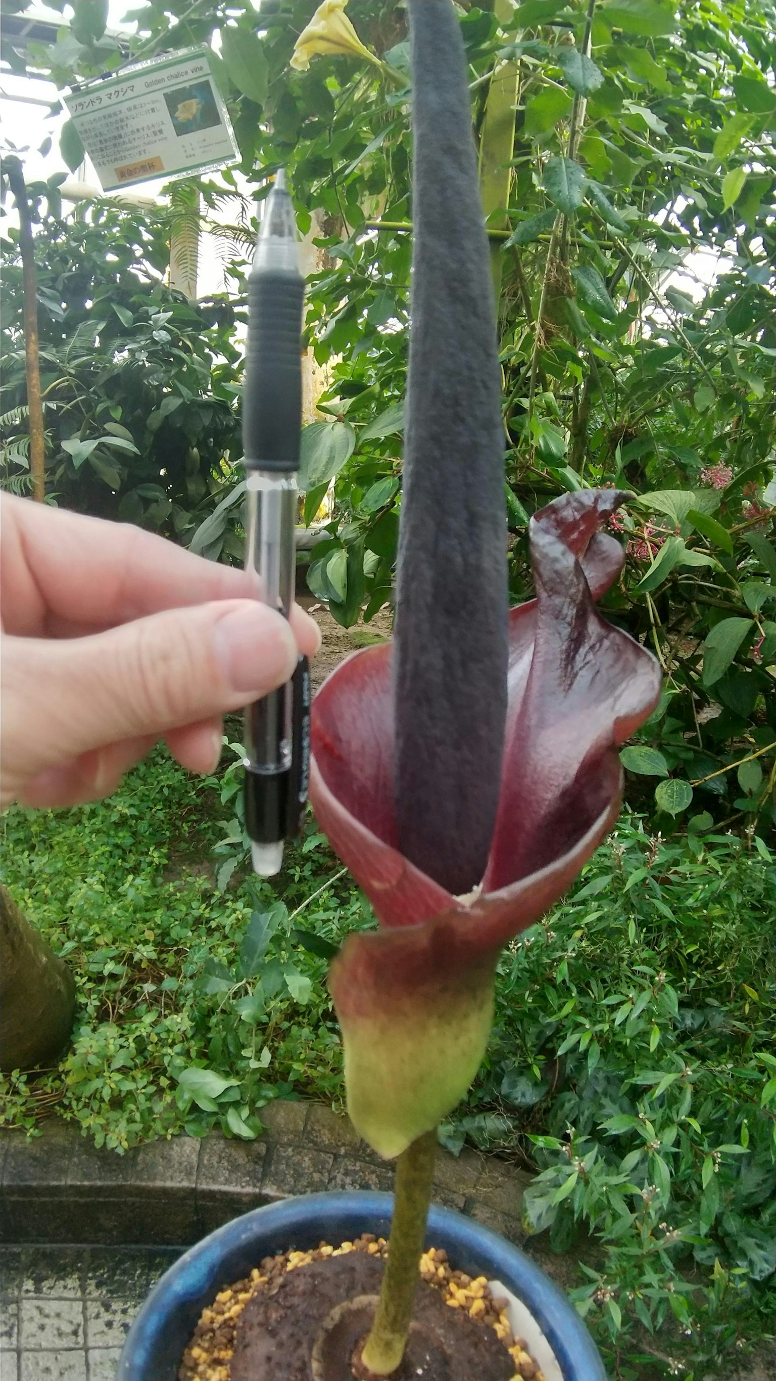 Nụ hoa màu tím bên cạnh bút bi màu đen được cầm trên tay