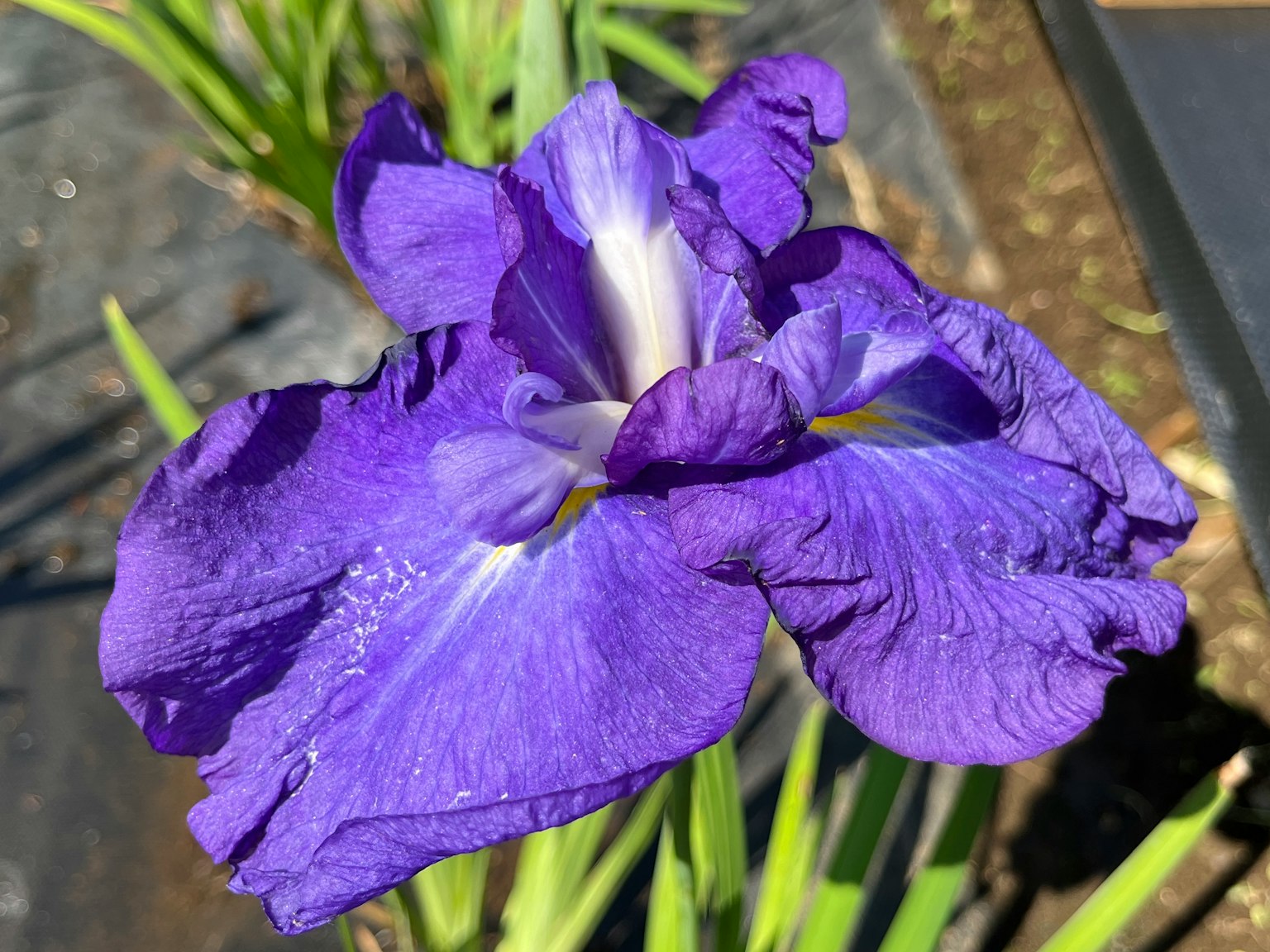鮮豔的紫色鳶尾花盛開