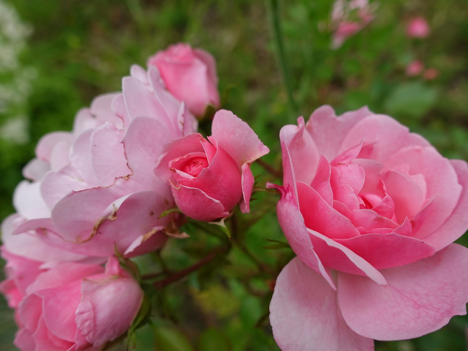Nahaufnahme von blühenden rosa Rosen