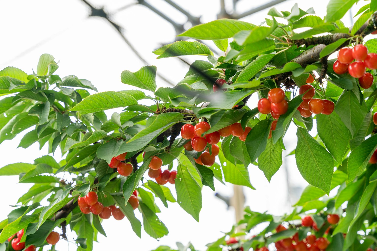 Gros plan d'une branche avec des feuilles vertes et des fruits rouges