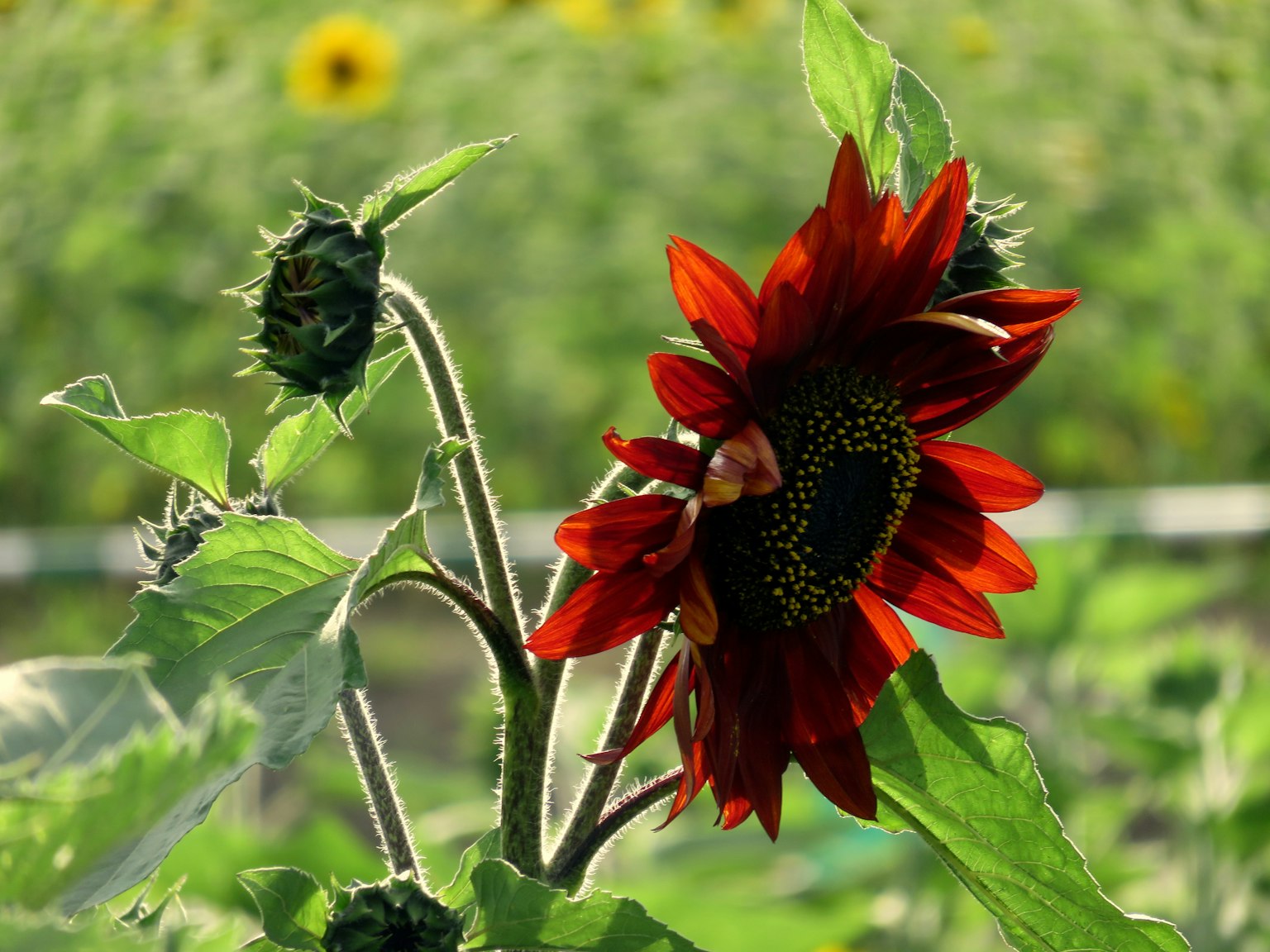 Un girasole rosso vivace con foglie verdi e boccioli in un campo