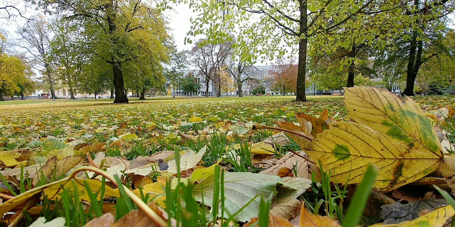 Gelbe Blätter verstreut auf grünem Gras in einem Herbstpark