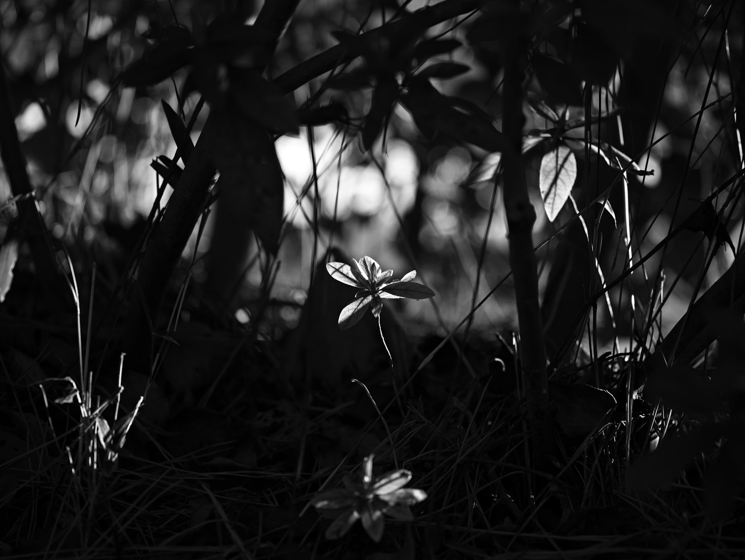 Kleine weiße Blume und Blätter, die sich vor dunklem Hintergrund abheben