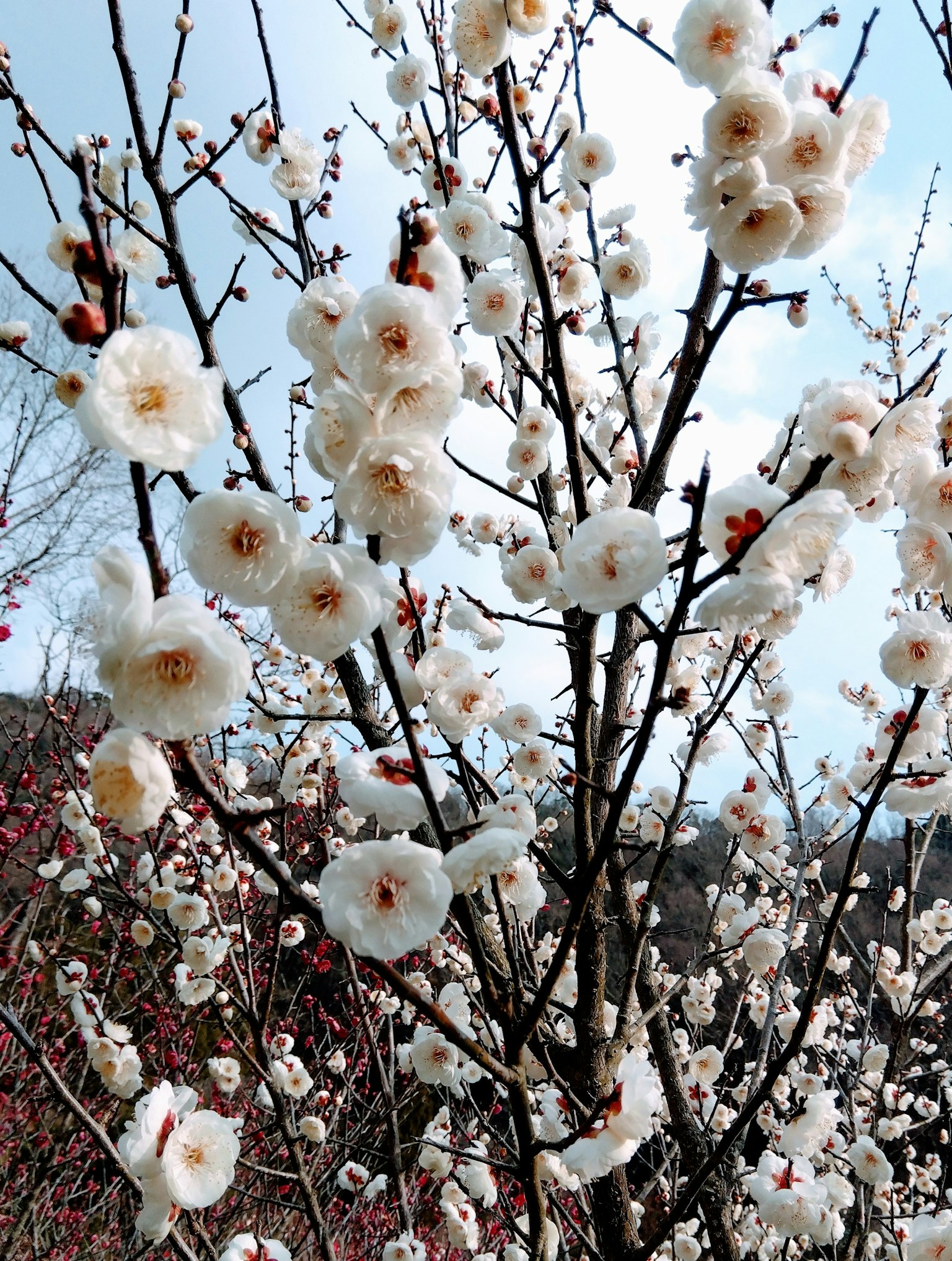 Primo piano di un albero di prugne con fiori bianchi
