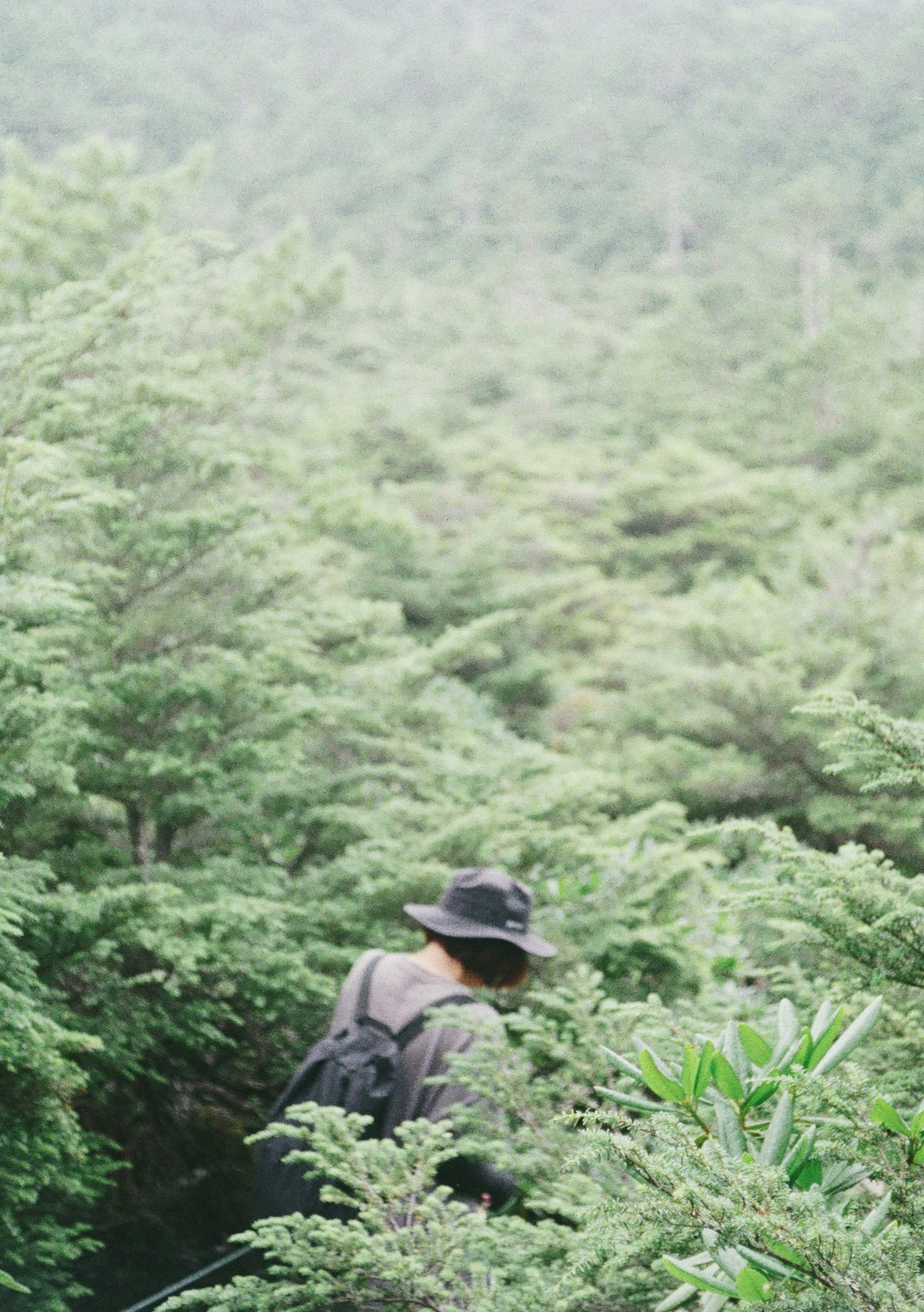 夏の緑に包まれた山の森を歩く人物