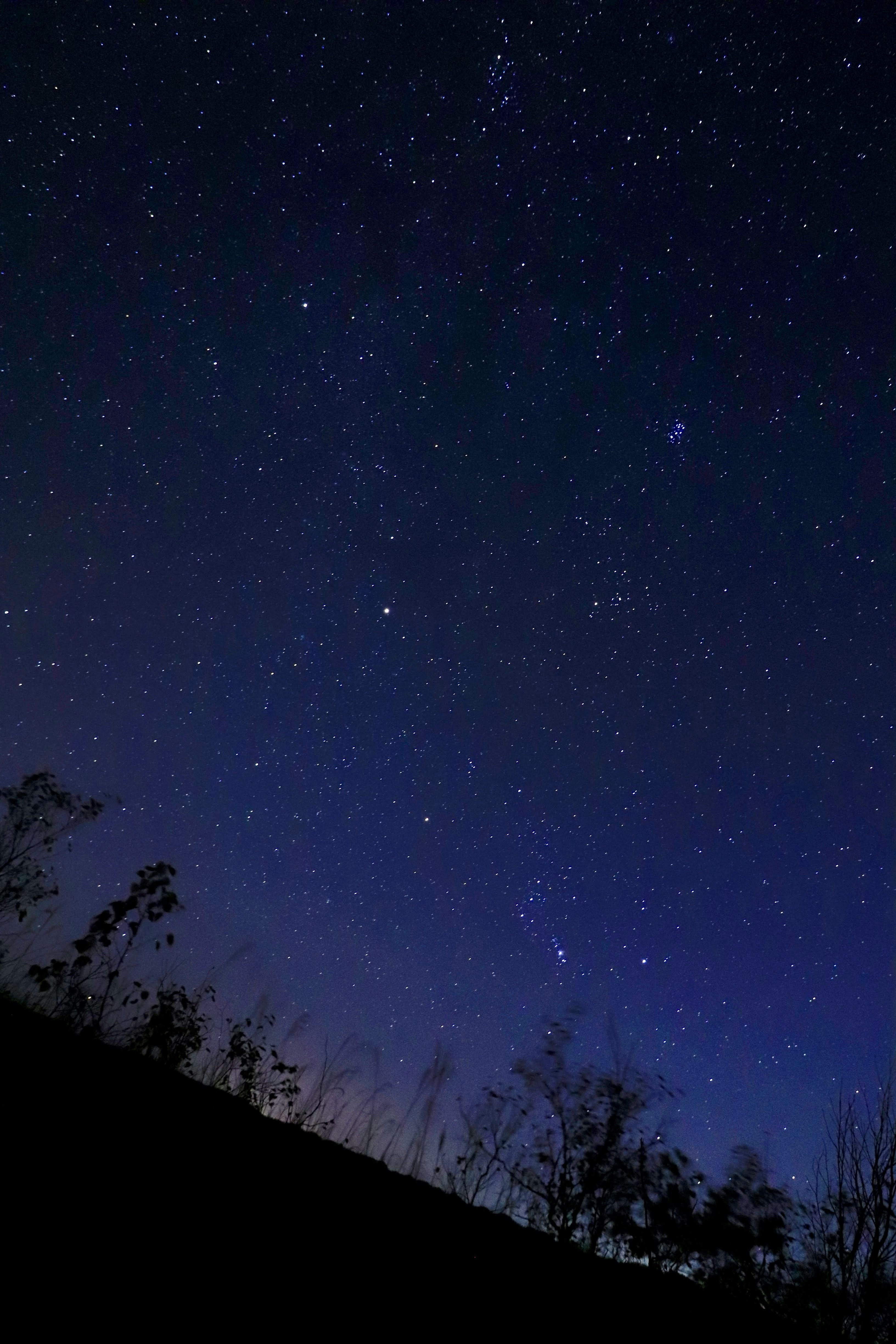 夜空に広がる星空とシルエットの木々の稜線
