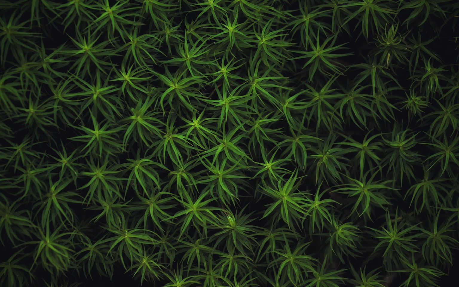 Dense pattern of green leaves in nature
