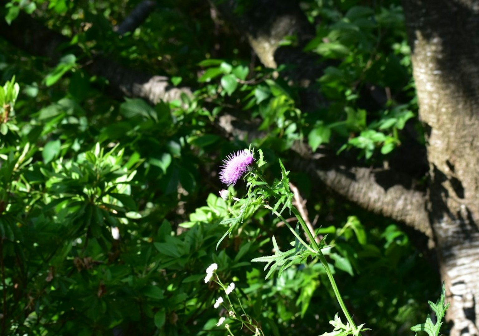 Fiore viola che sboccia tra il fogliame verde