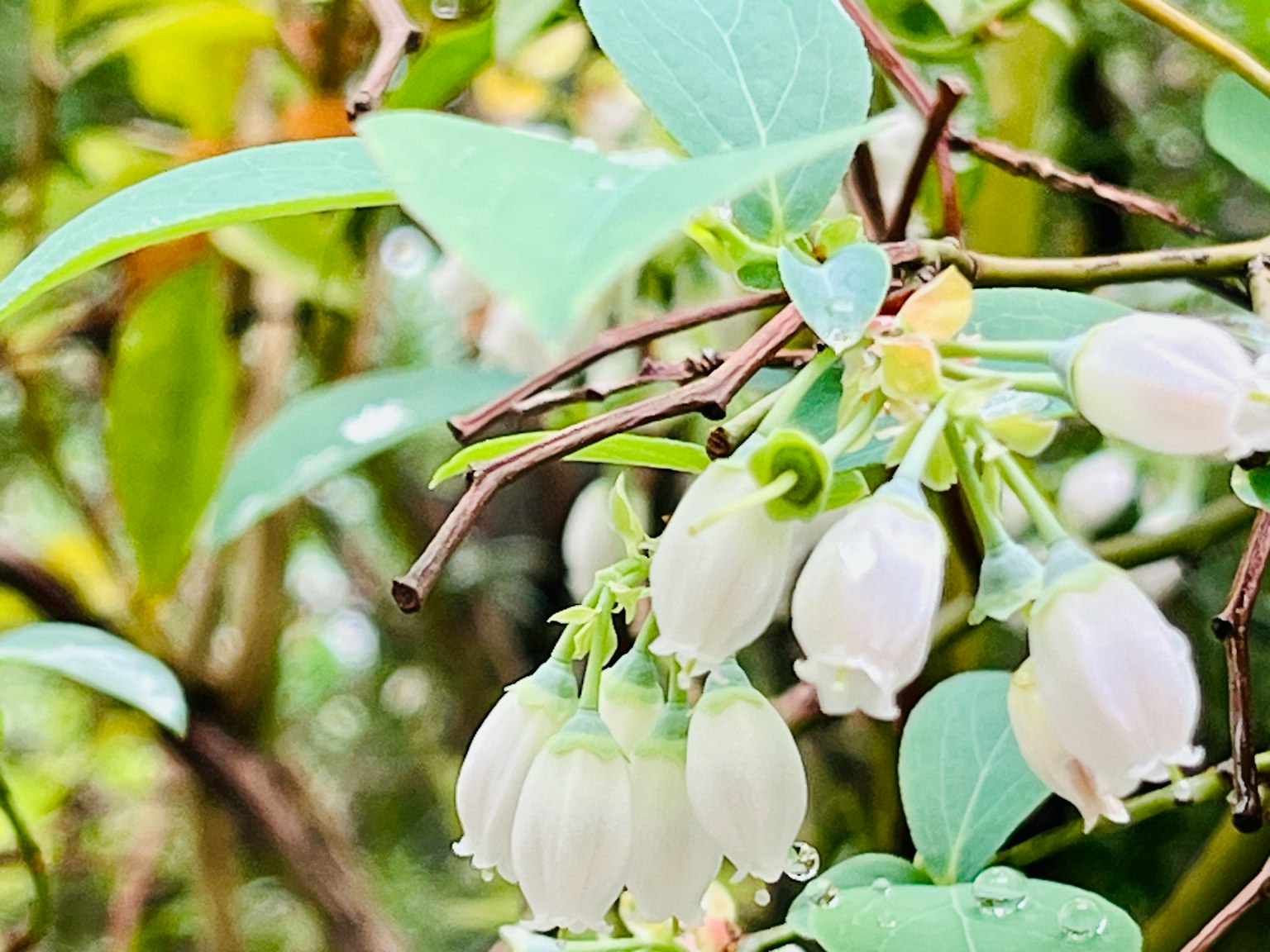 Primo piano di un ramo d'albero con fiori bianchi foglie verdi e sfondo sfocato