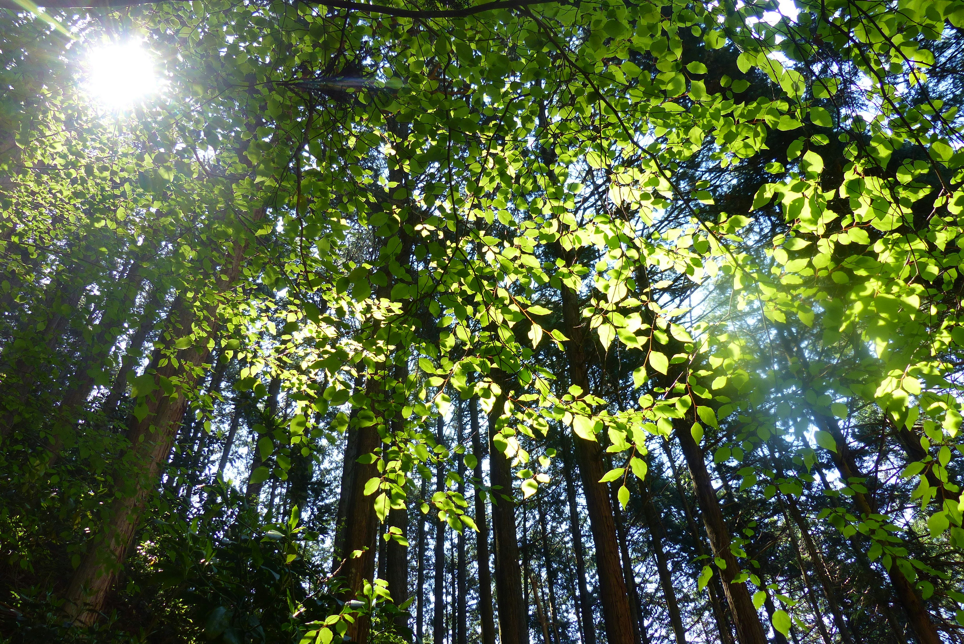 新緑の木々の間から差す木漏れ日