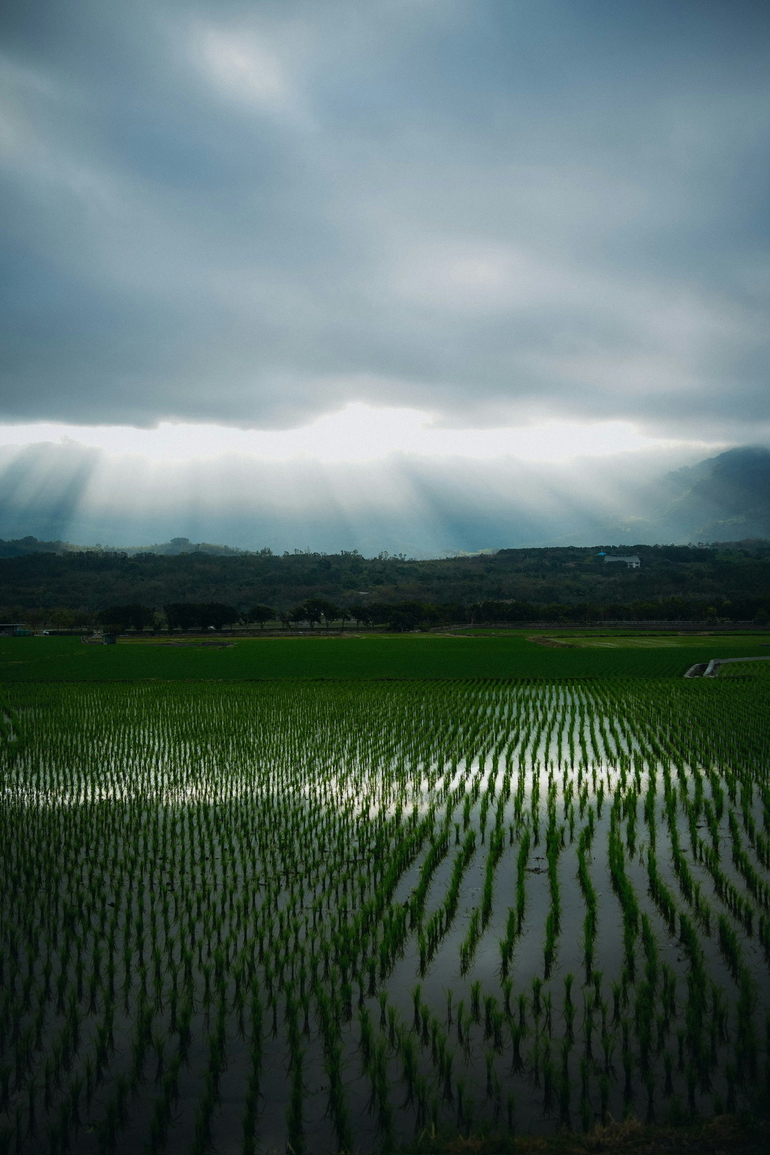 Lush green rice fields under dramatic cloudy skies with rays of light