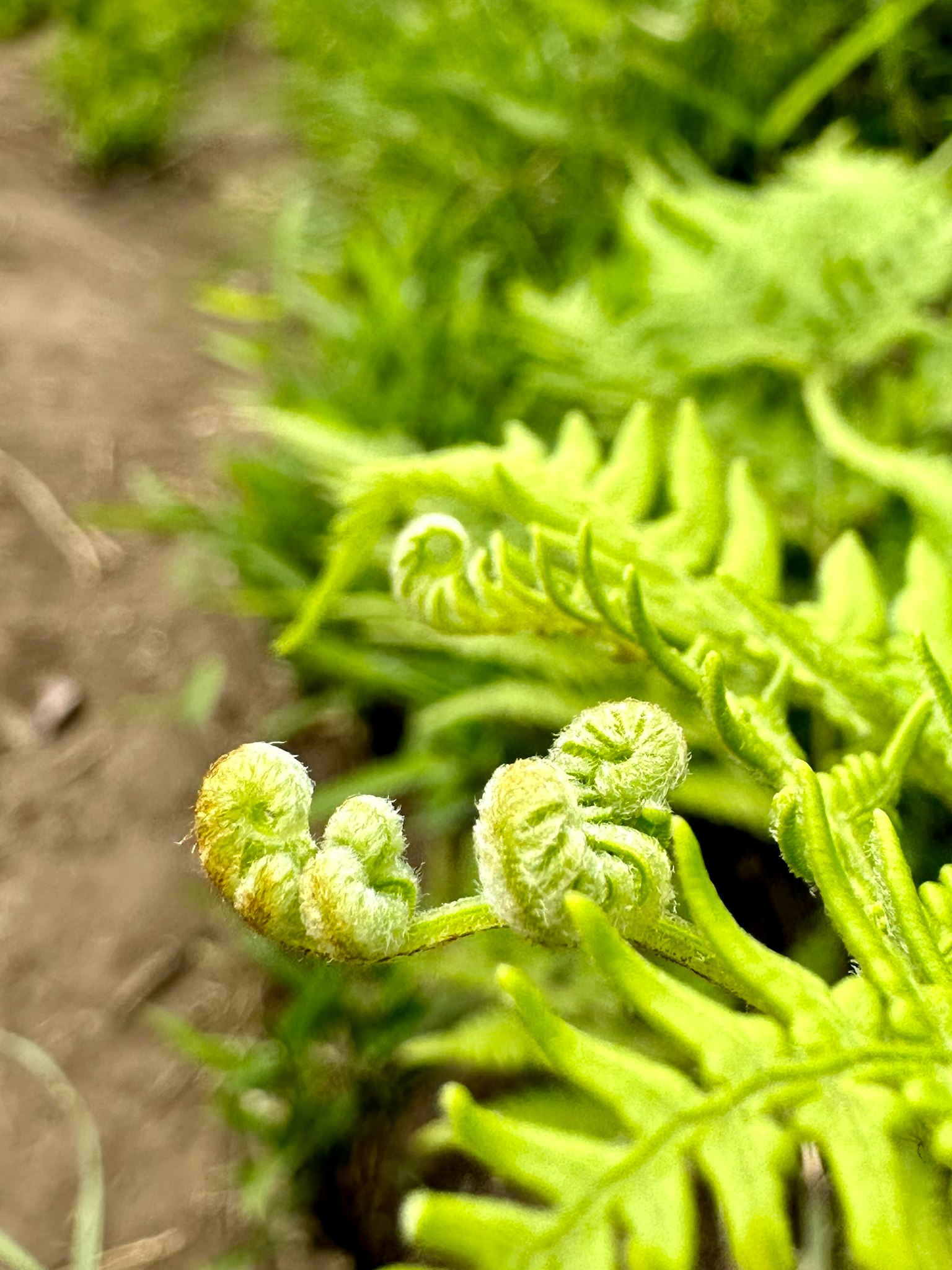 綠色蕨類植物葉片的特寫，帶有捲曲的新芽