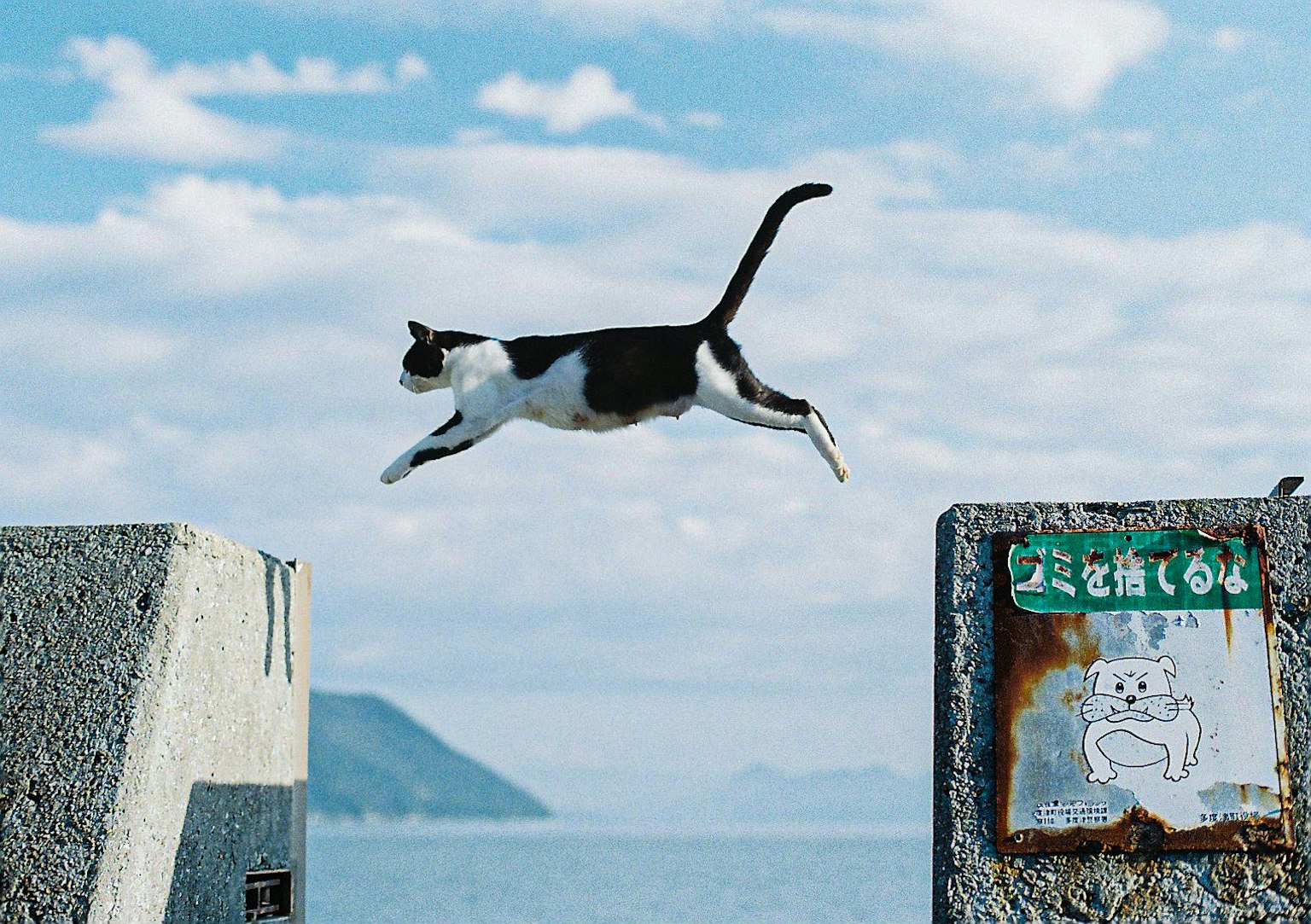 Un gatto bianco e nero che salta sopra una barriera di cemento con vista sull'oceano